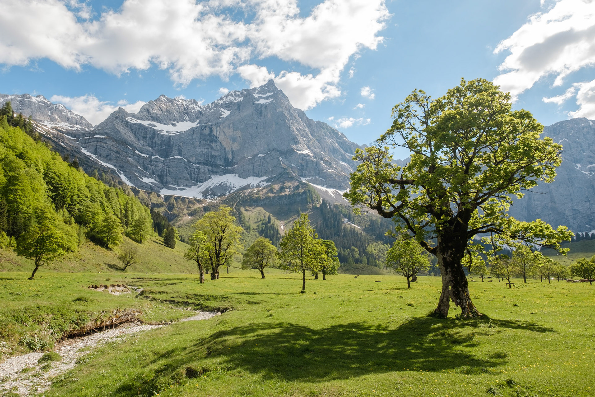 Großer Ahornboden