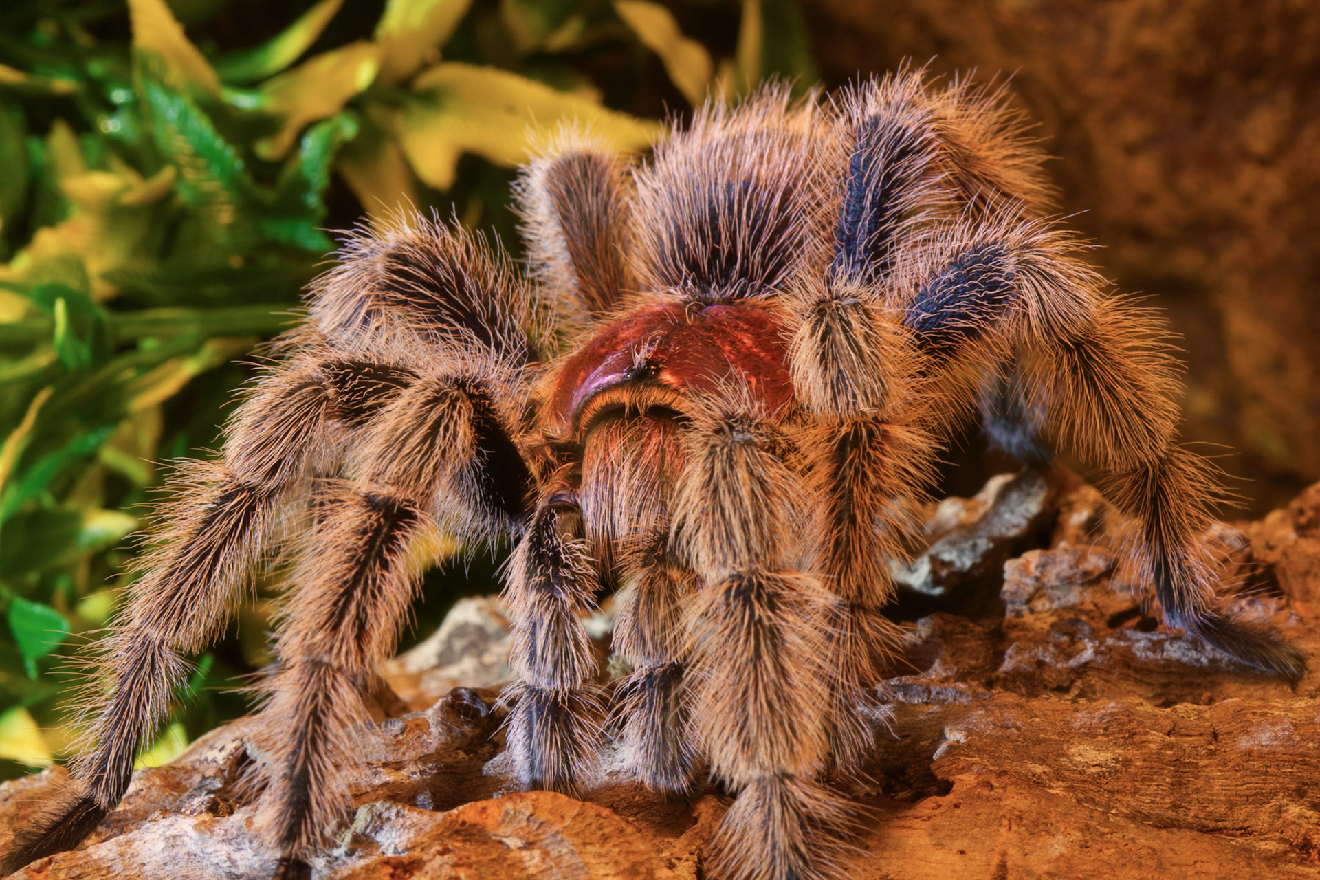 J.P. (Rote Chile-Vogelspinne)