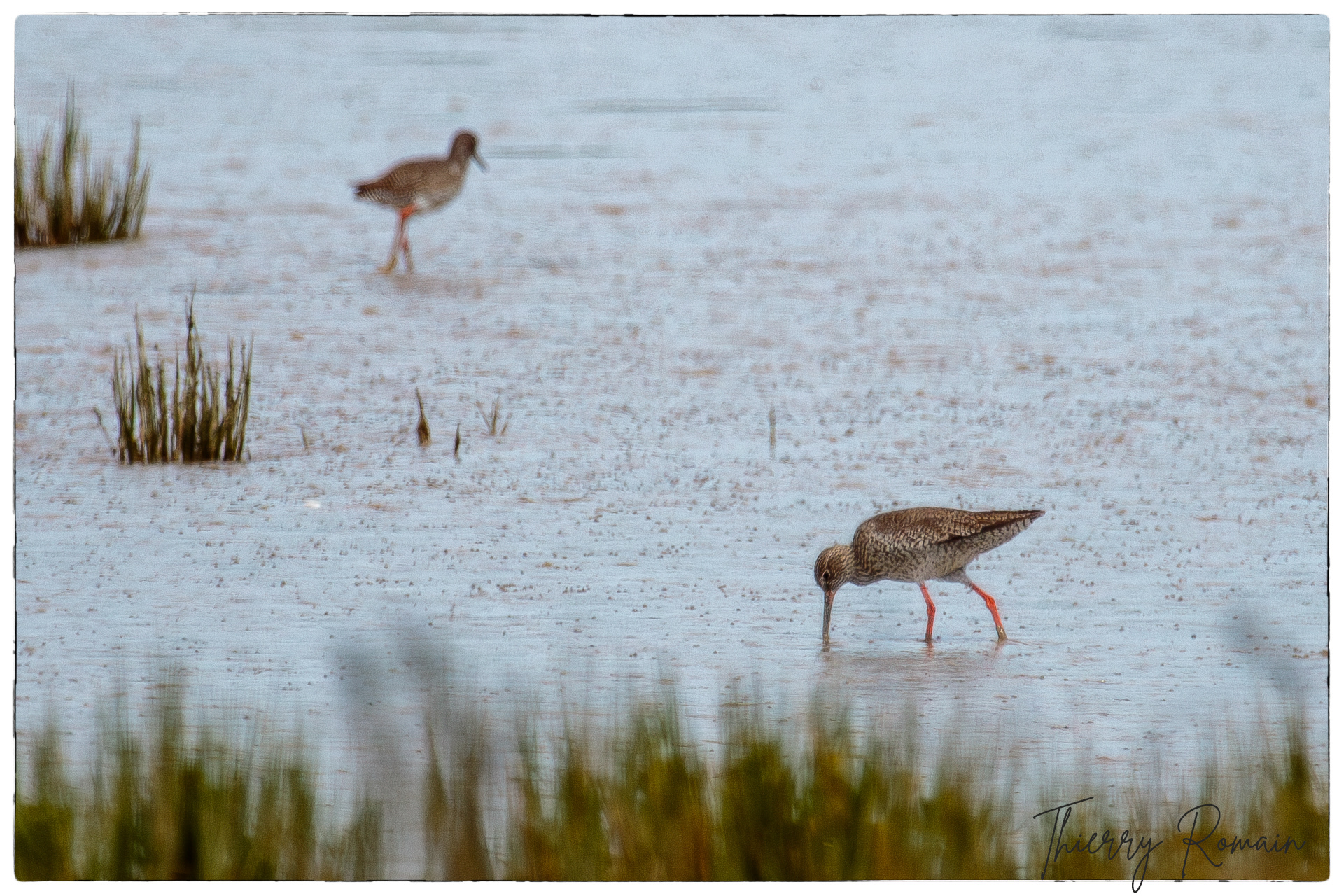 Chevaliers gambette- Anse du Saillant