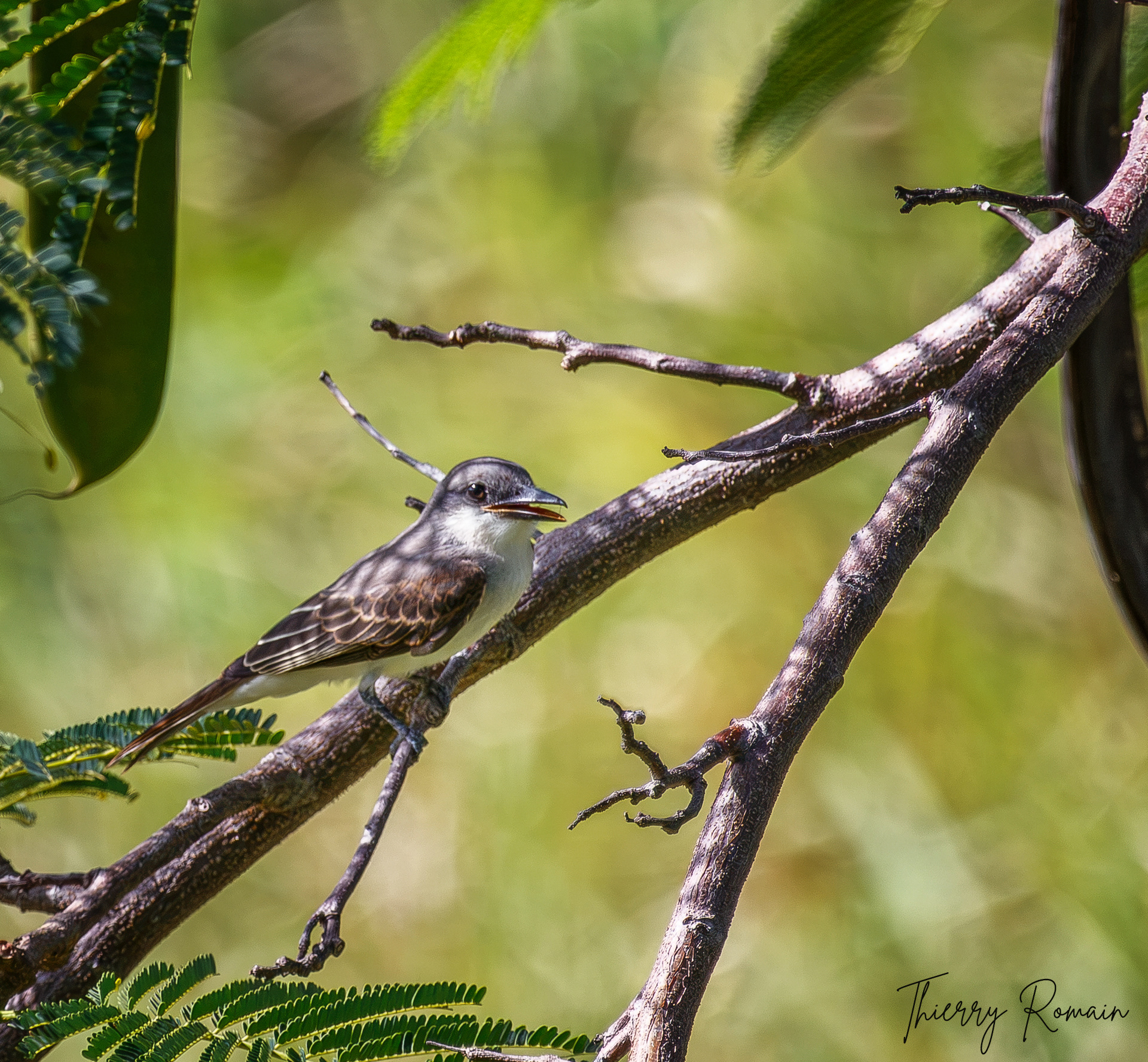 Tyran gris (Martinique-972)
