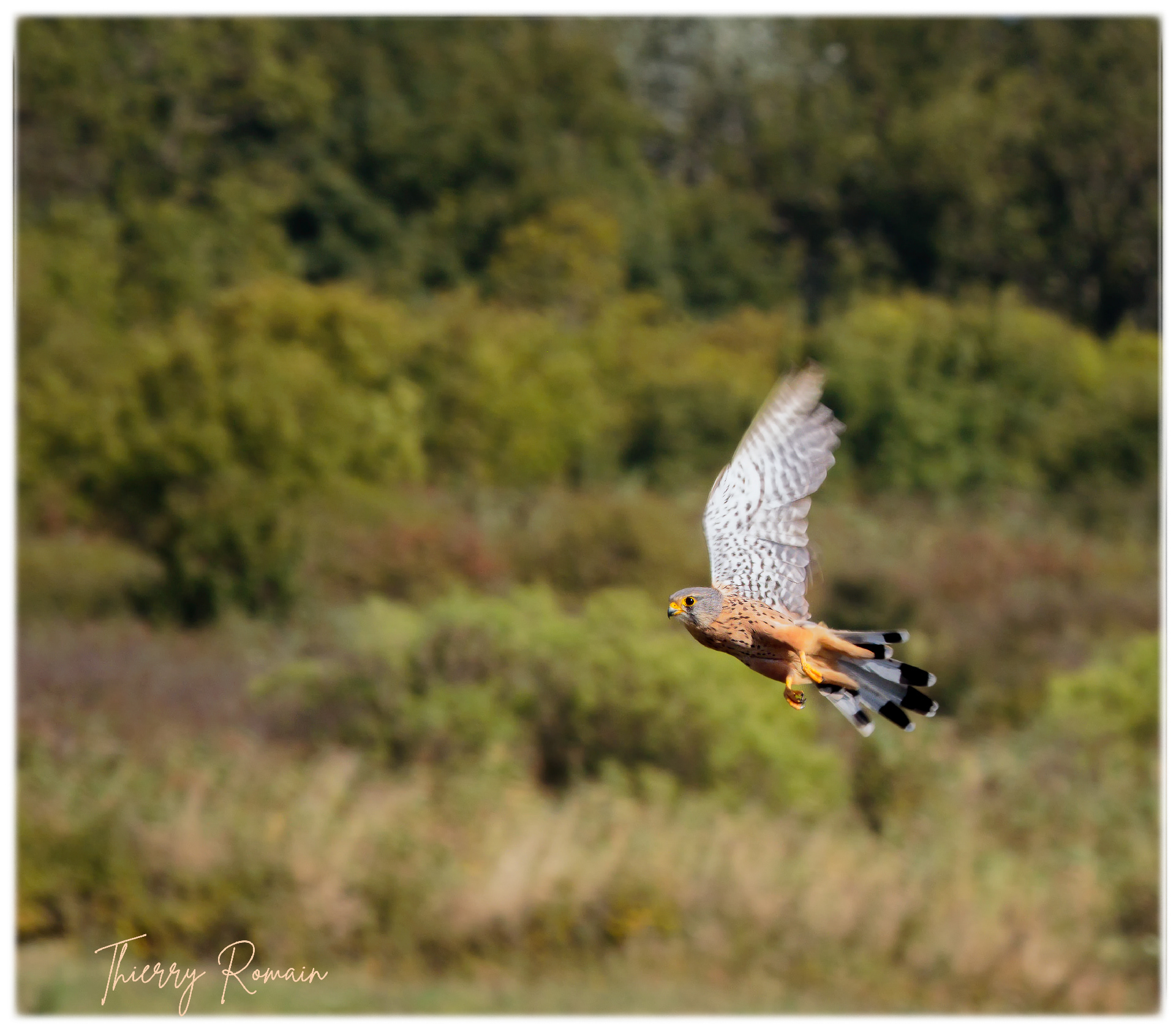 Faucon crécerelle (17)