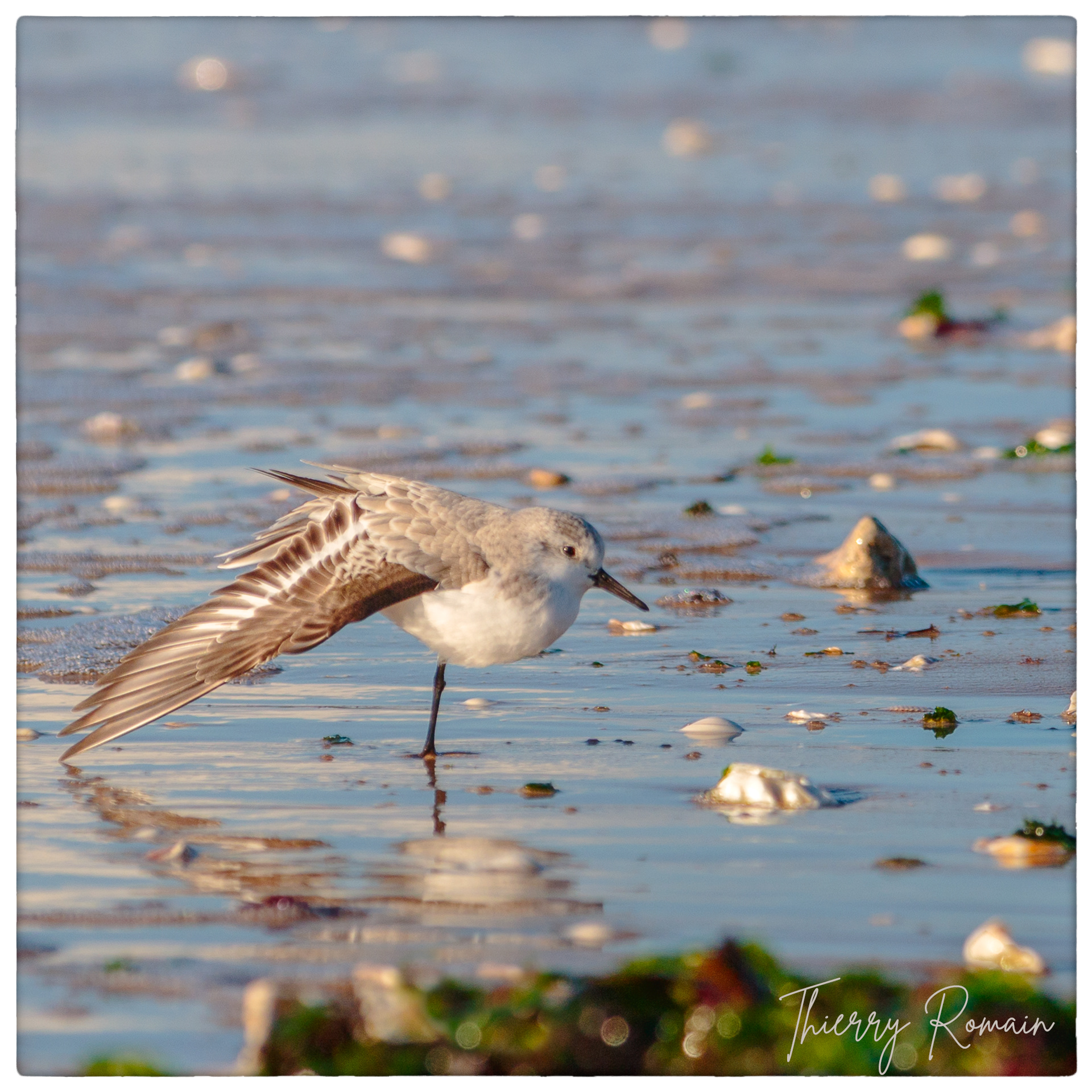 Bécasseau sanderling - Jamblet