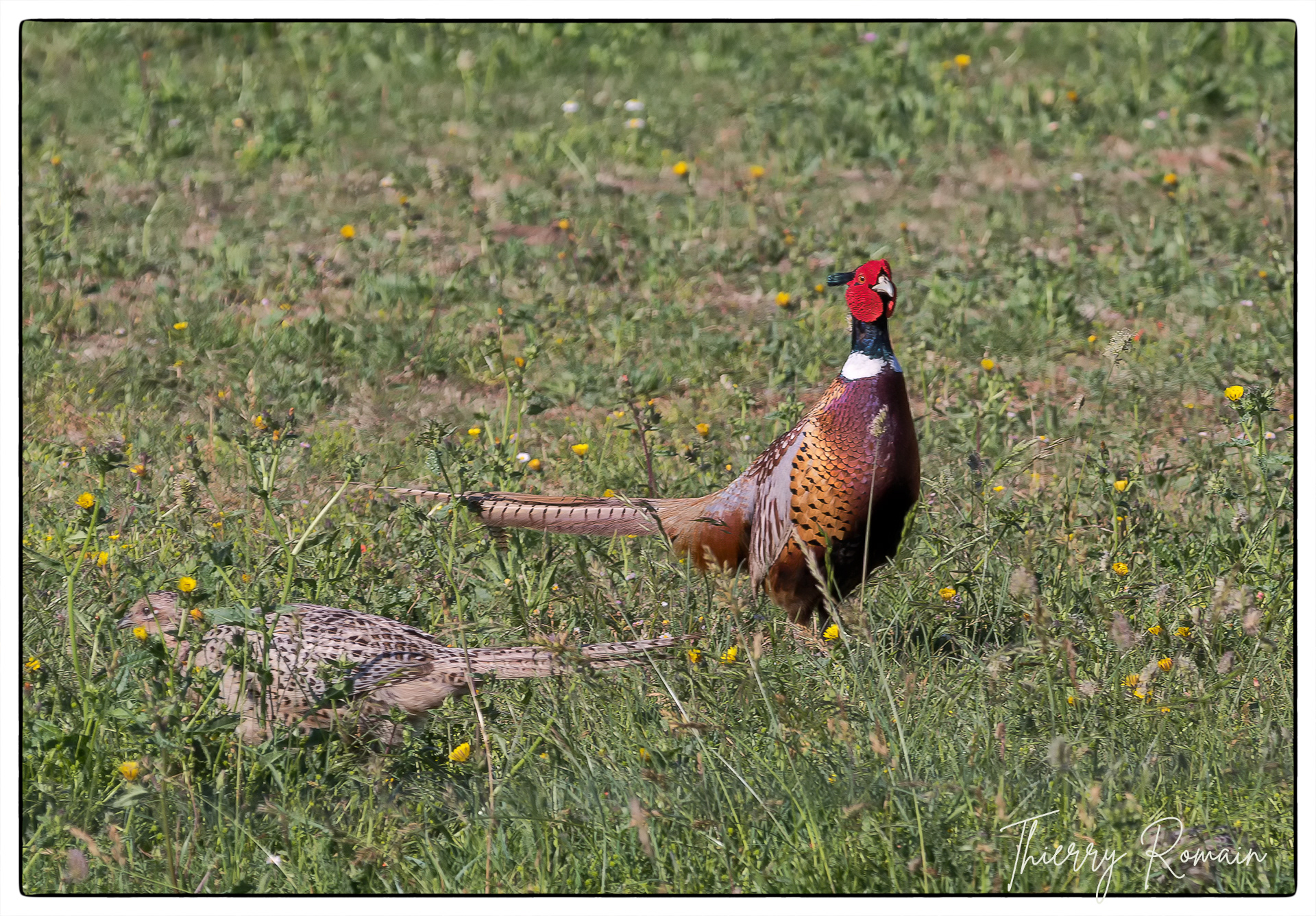 Faisan de colchide  (mâle et femelle)