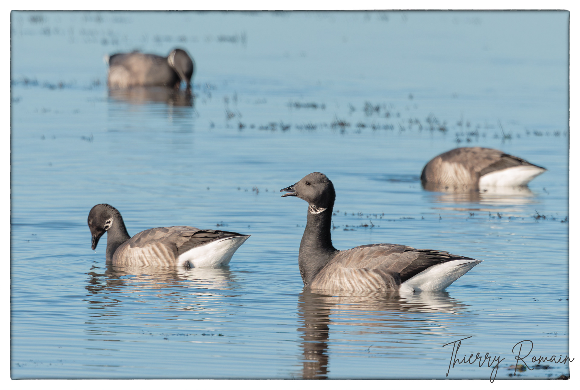 Bernaches cravant - Pointe Saint Eulard