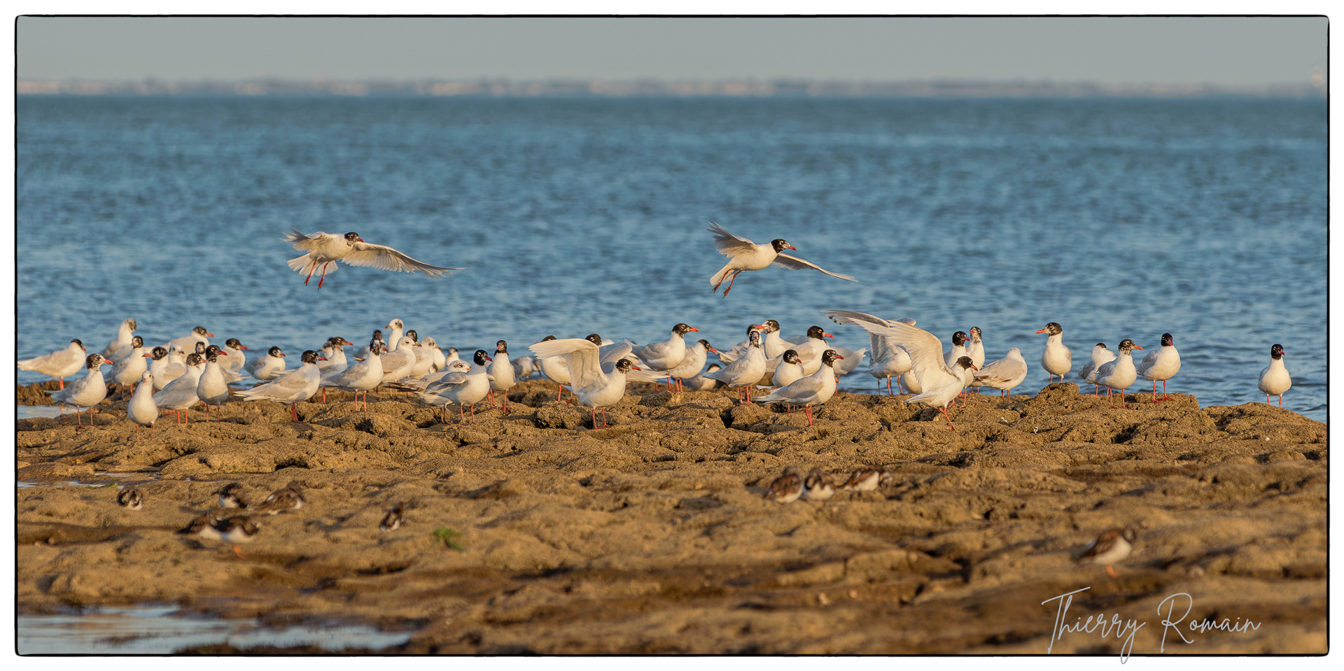 Mouettes mélanocéphales - rochers de Jamblet