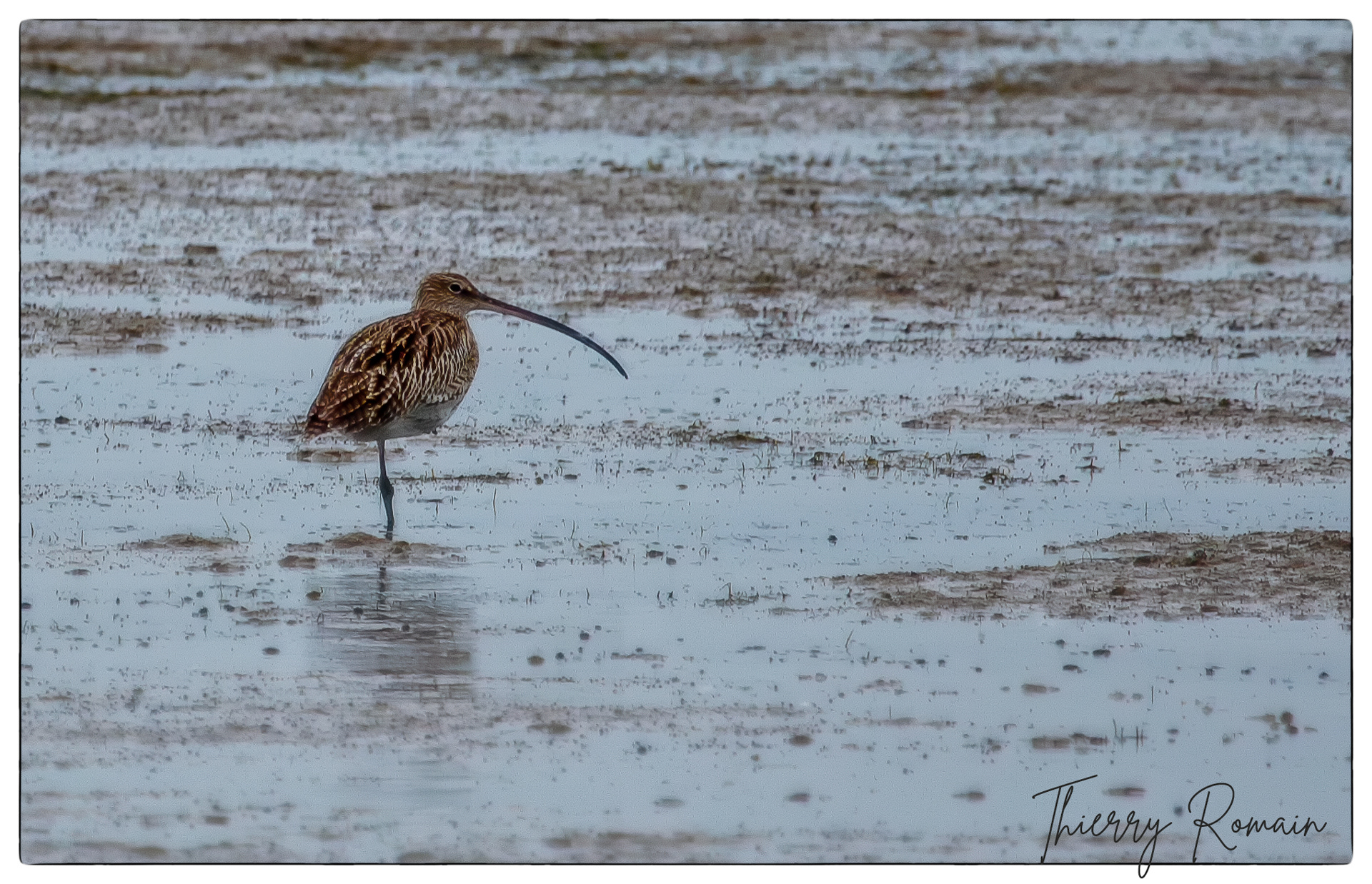 Courlis cendré - Jamblet