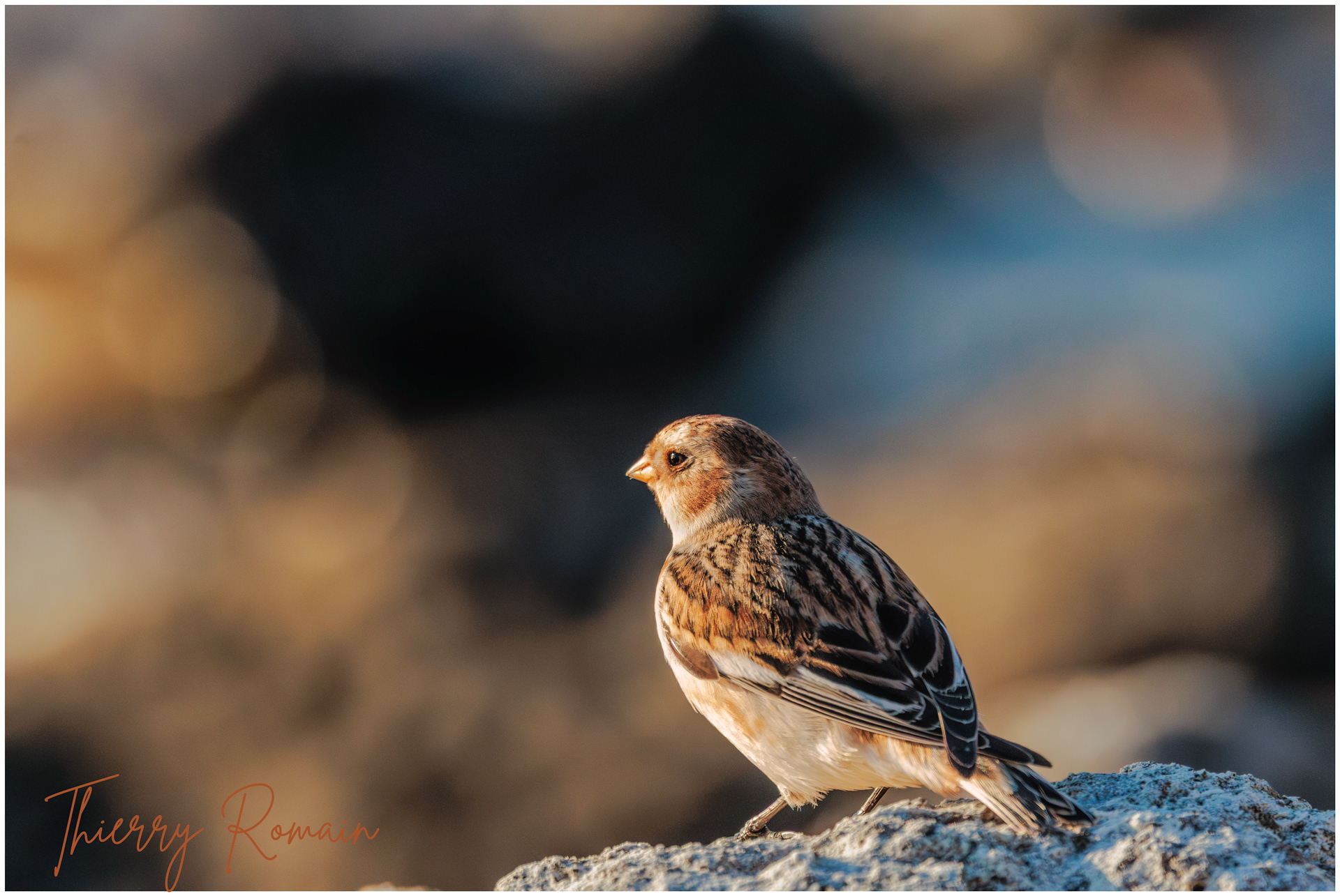 Bruant des neiges (17)