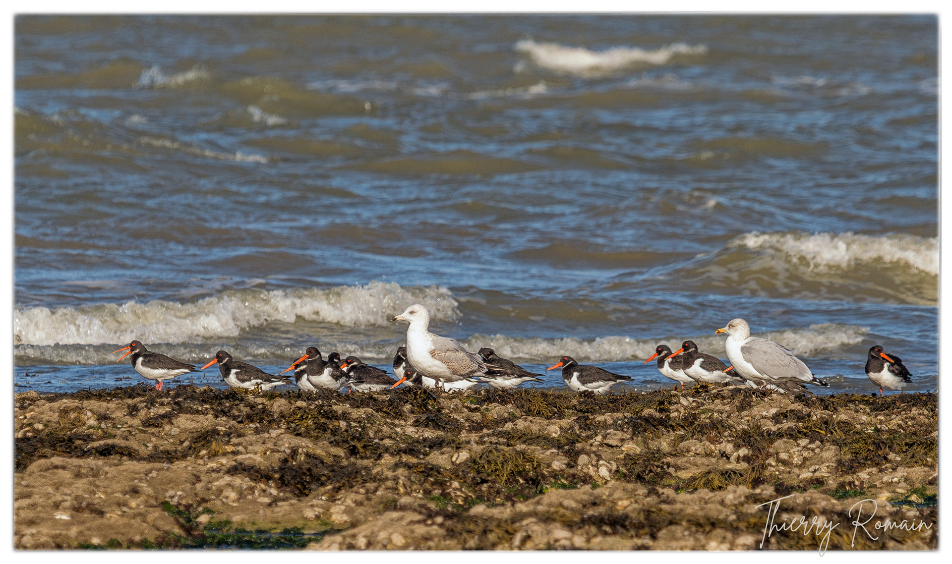 Goélands argentés et Huîtriers pies - Jamblet