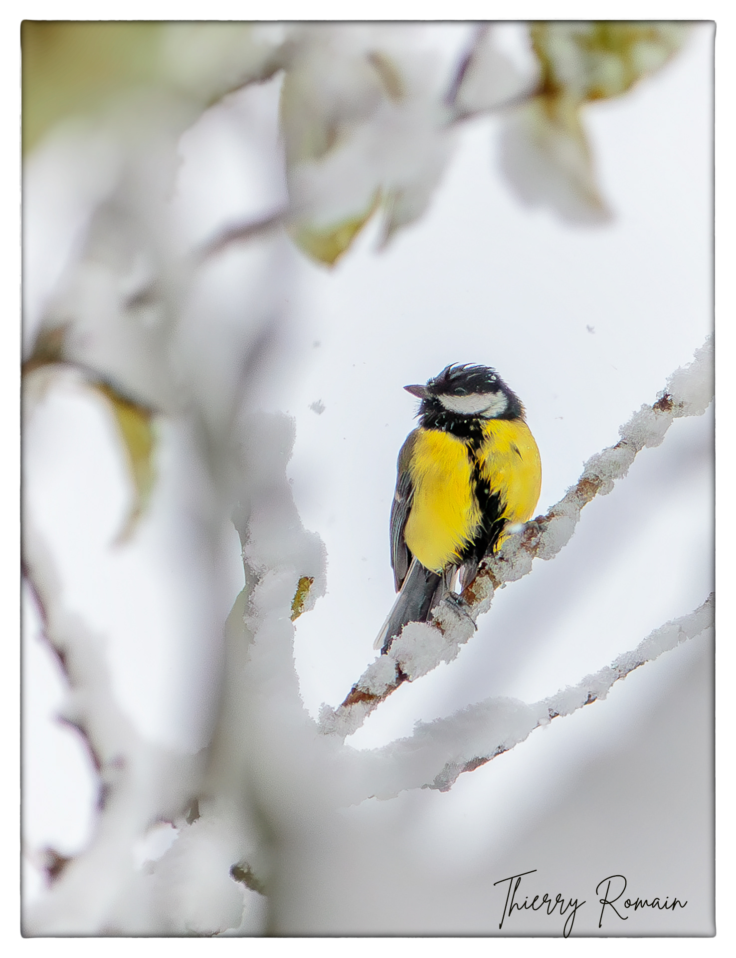 Mésange charbonnière (61)