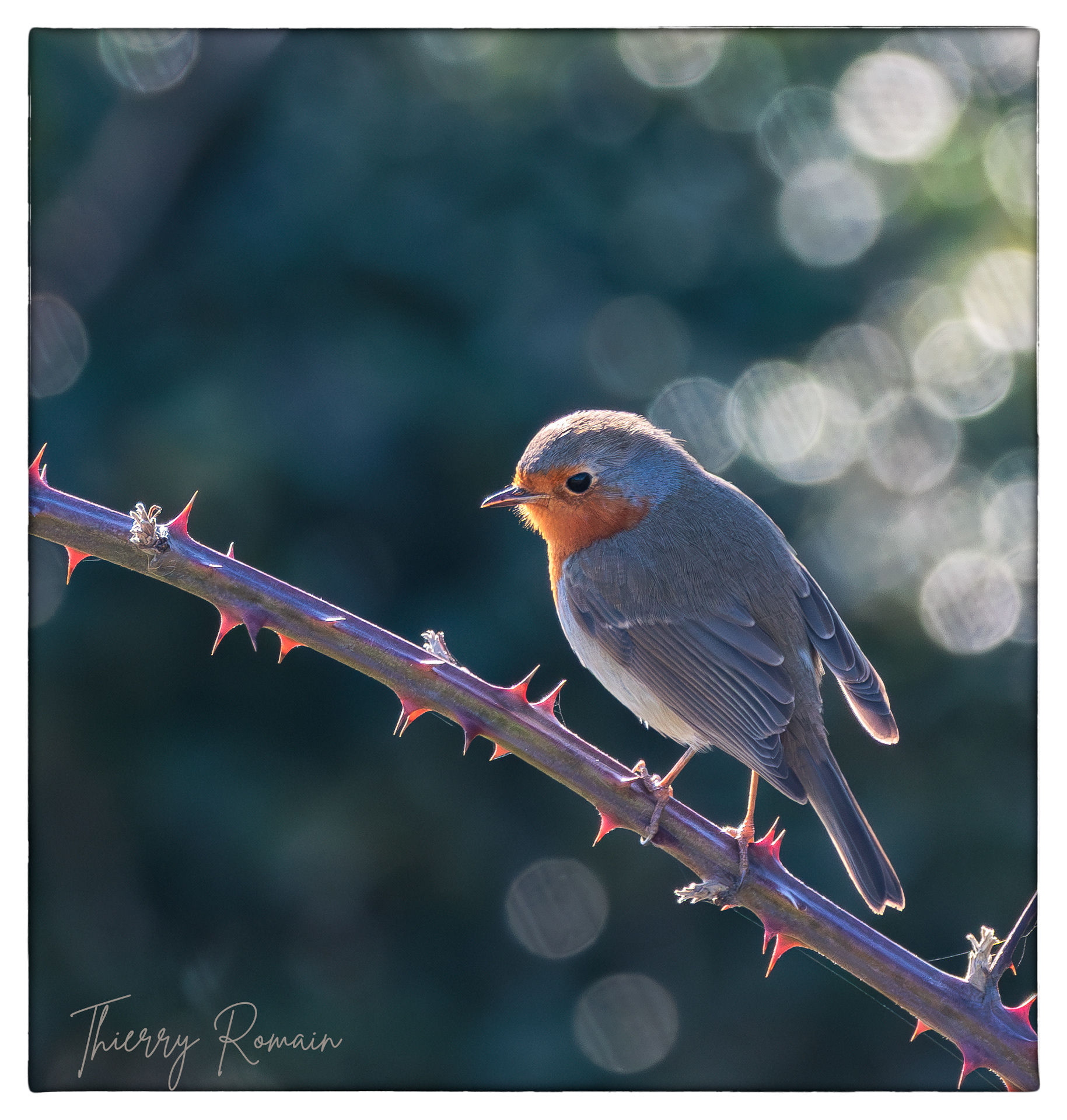 Rouge gorge - fort de la Rade