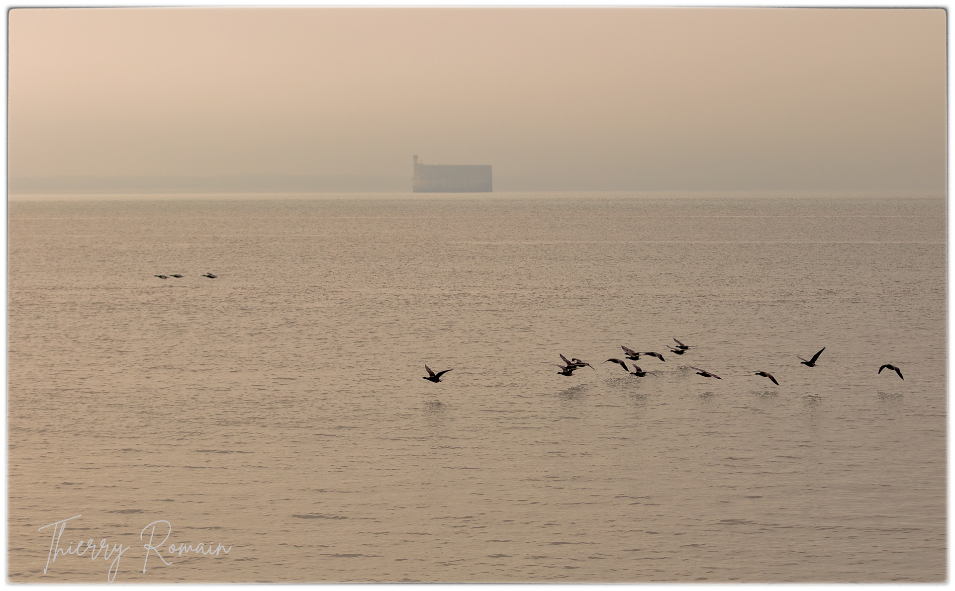 Vol de Bernaches cravant devant fort Boyard