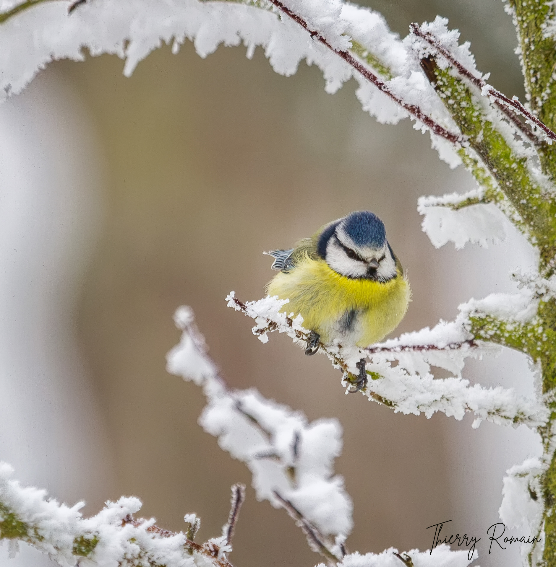 Mésange bleue (Boitron-61)