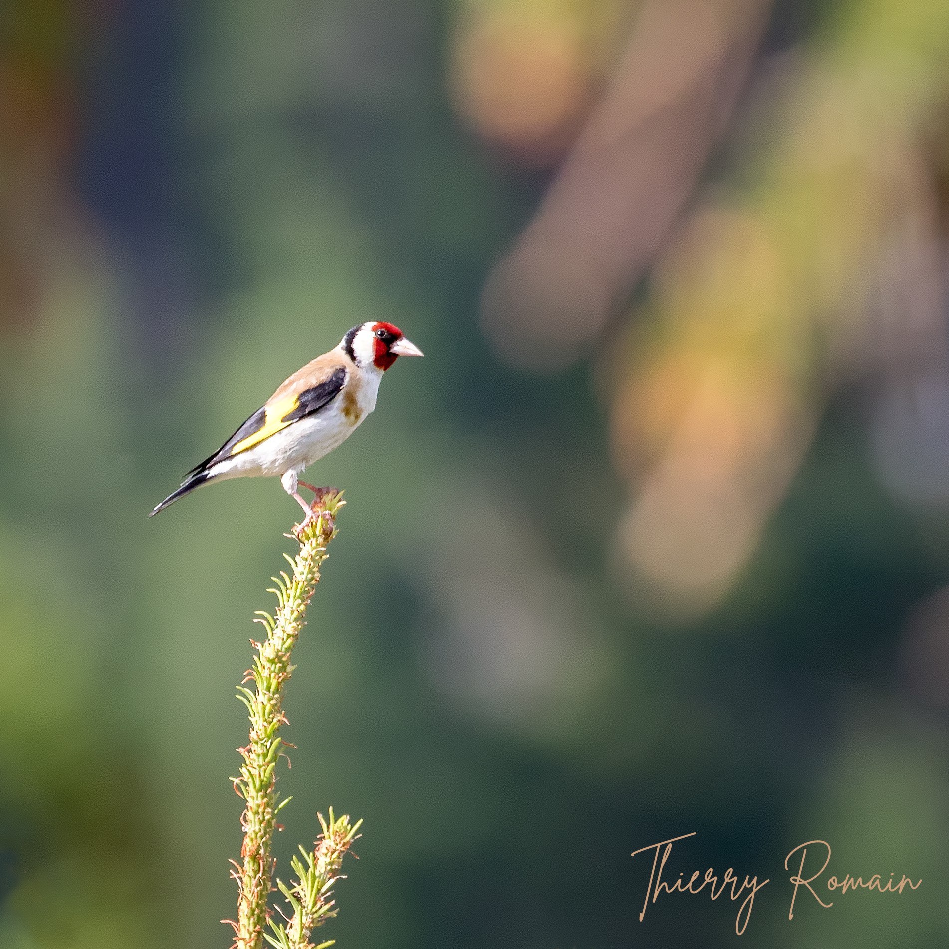 Chardonneret élégant (05)
