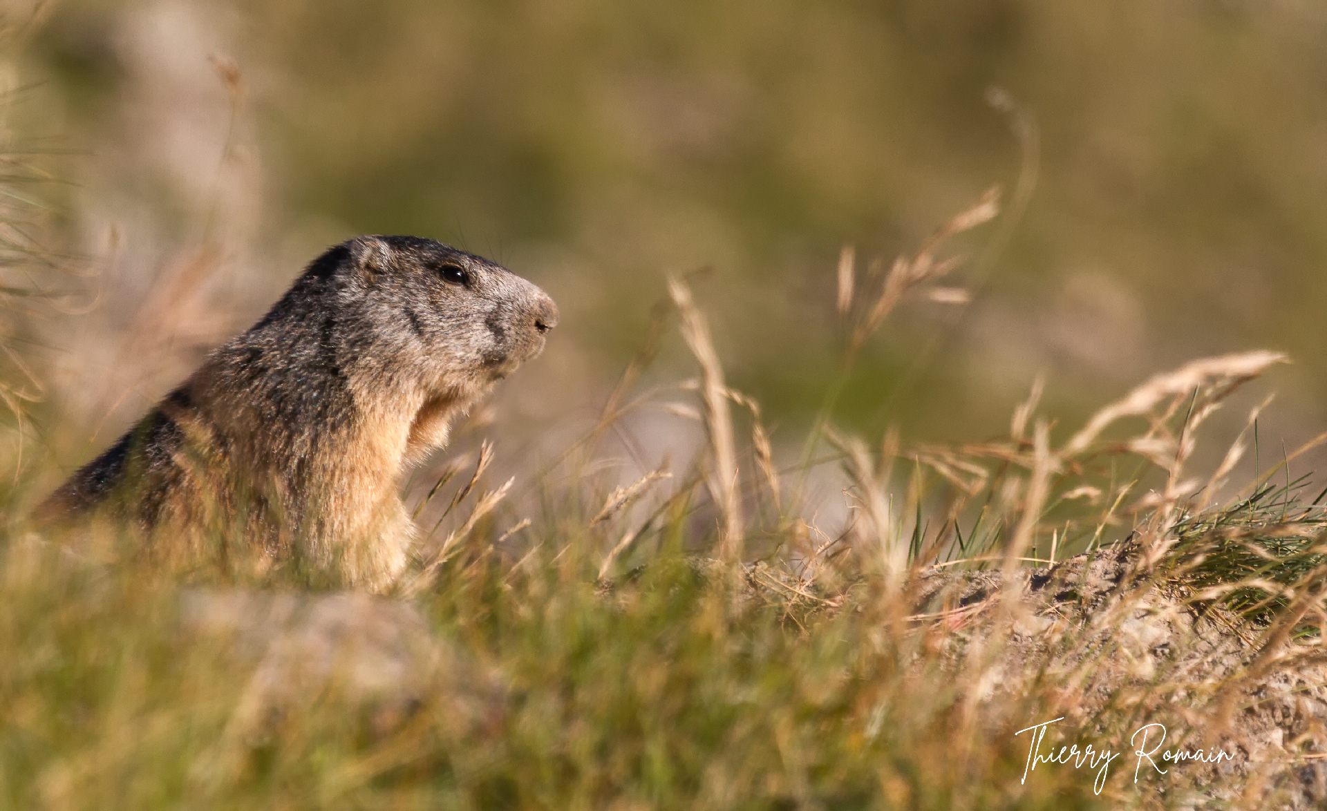 Marmotte (04)