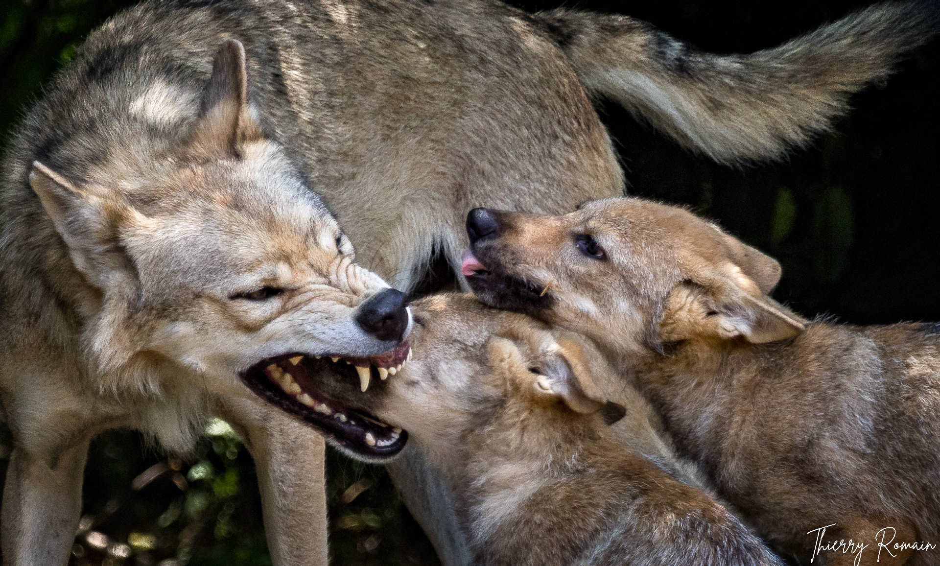 Loups (48)
