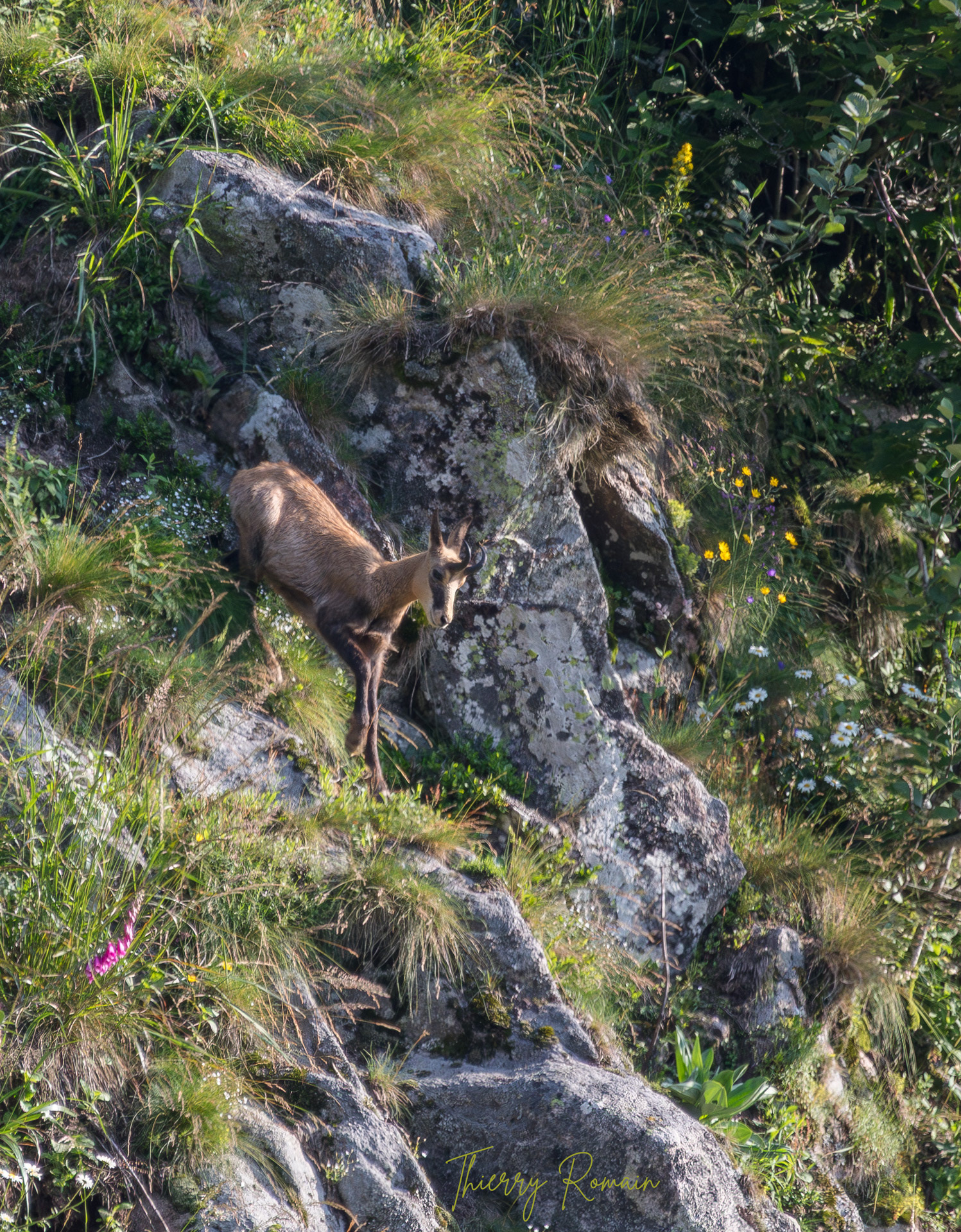 Chamois (88)