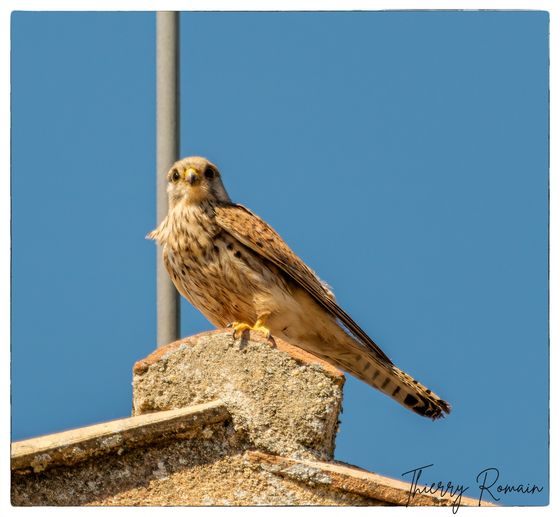 Faucon crécerelle sur le musée Napoléon