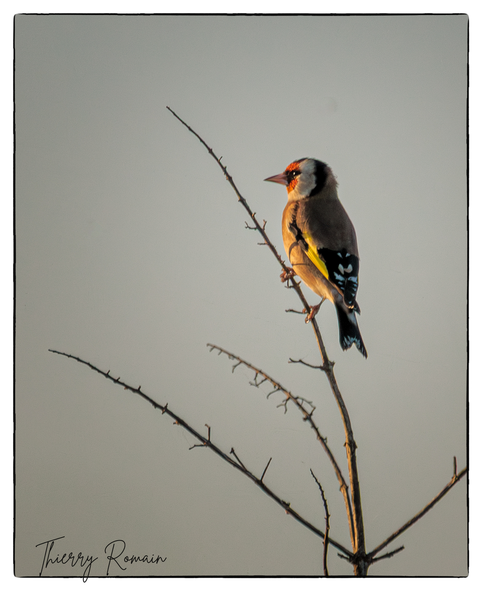 Chardonneret élégant devant le Petit Boucard