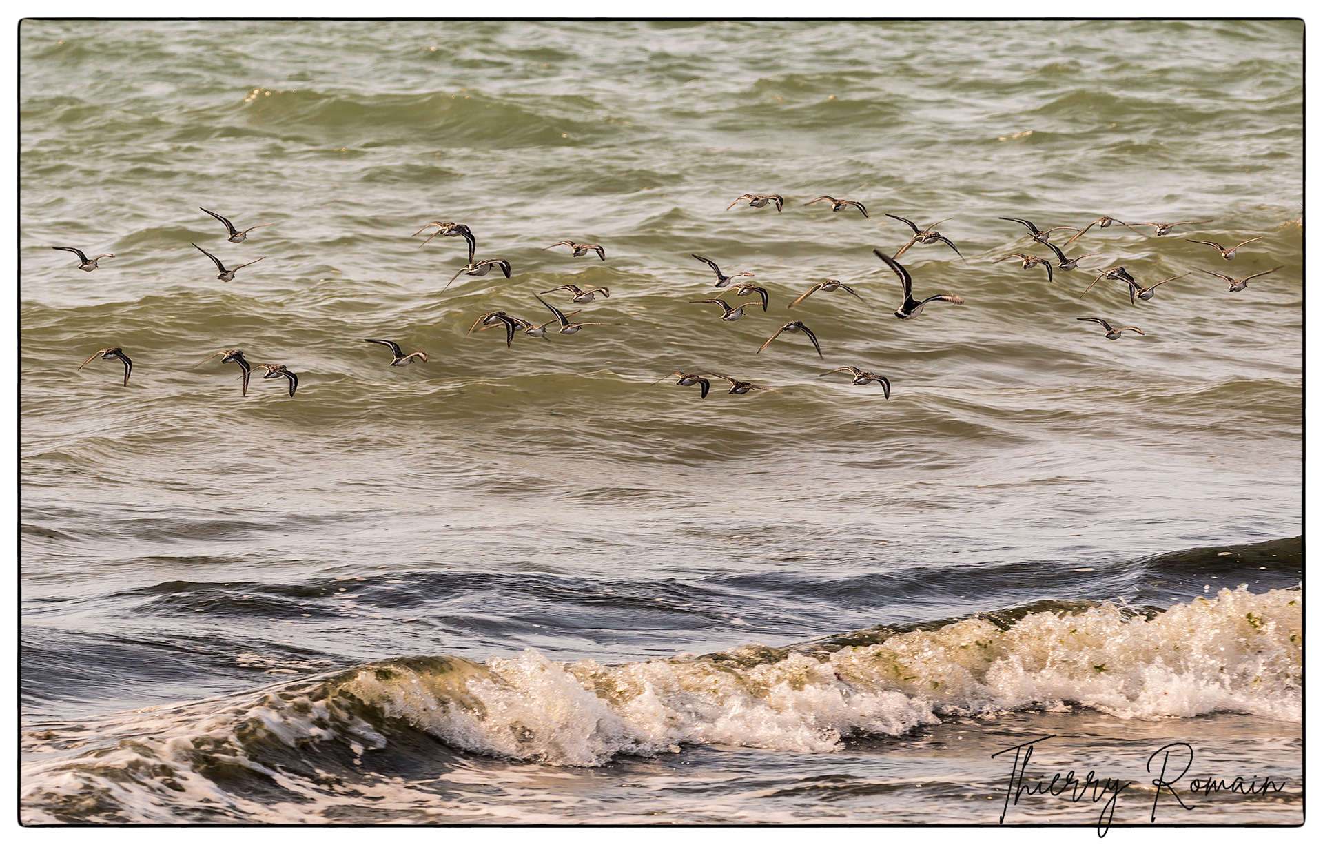 Tournepierres à collier - Tridoux
