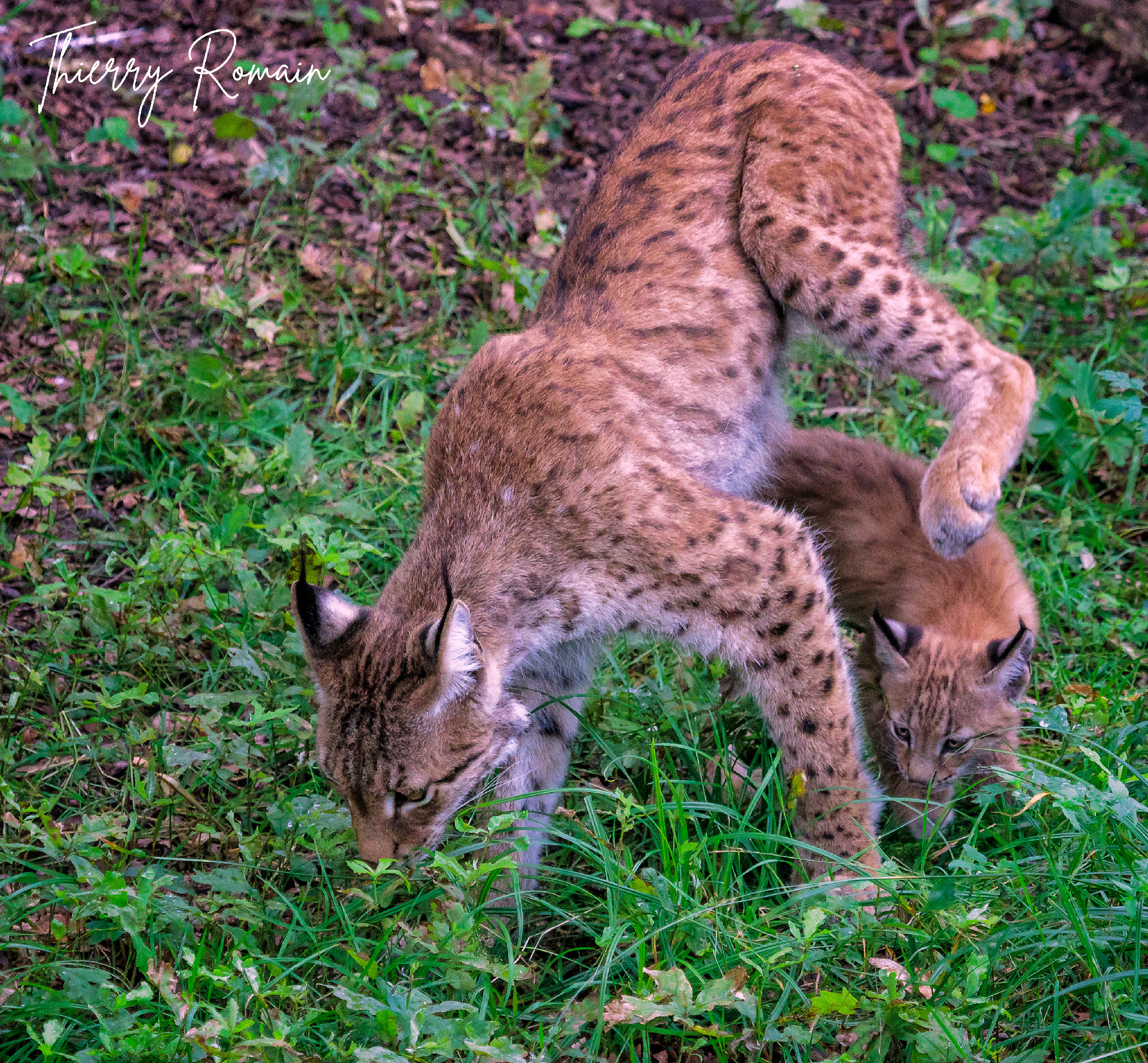 Lynx Boréal (57)