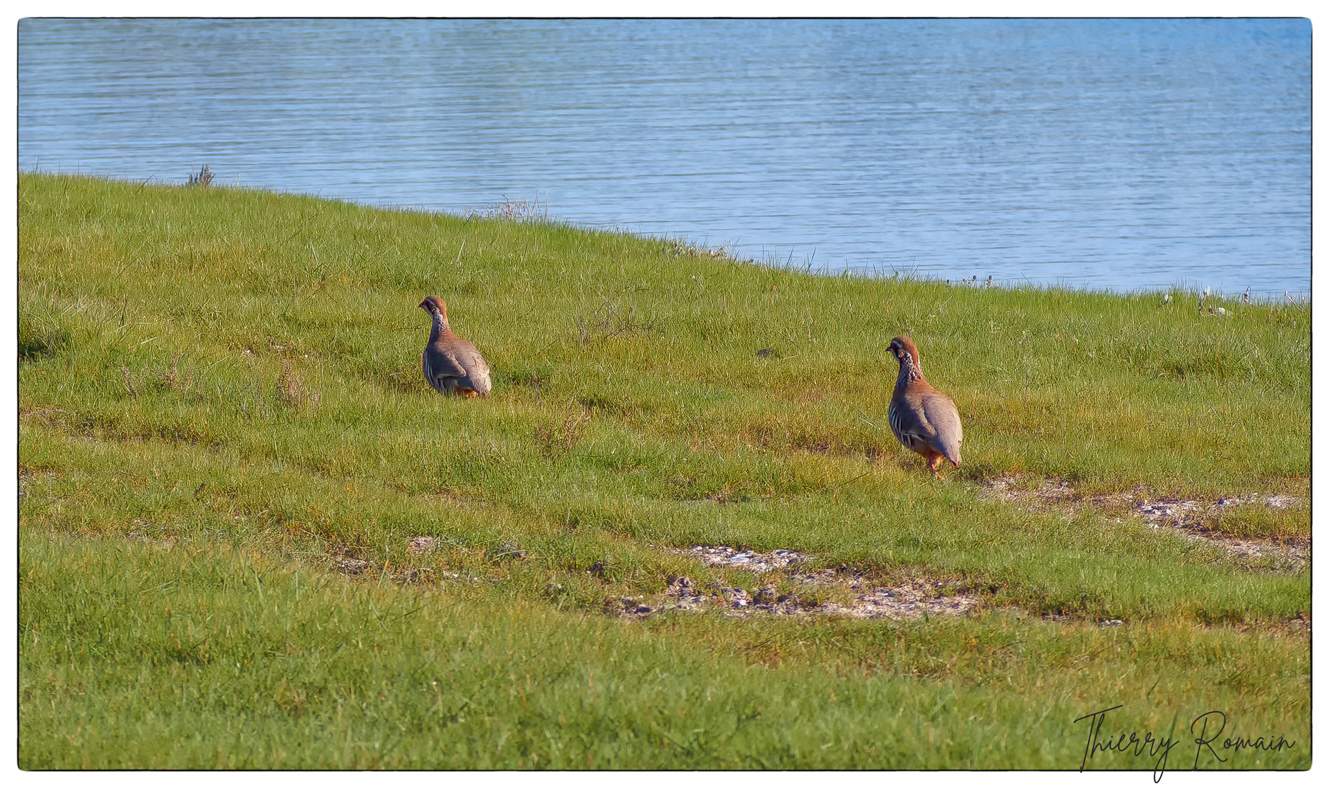 Perdrix rouges près de chez Franck