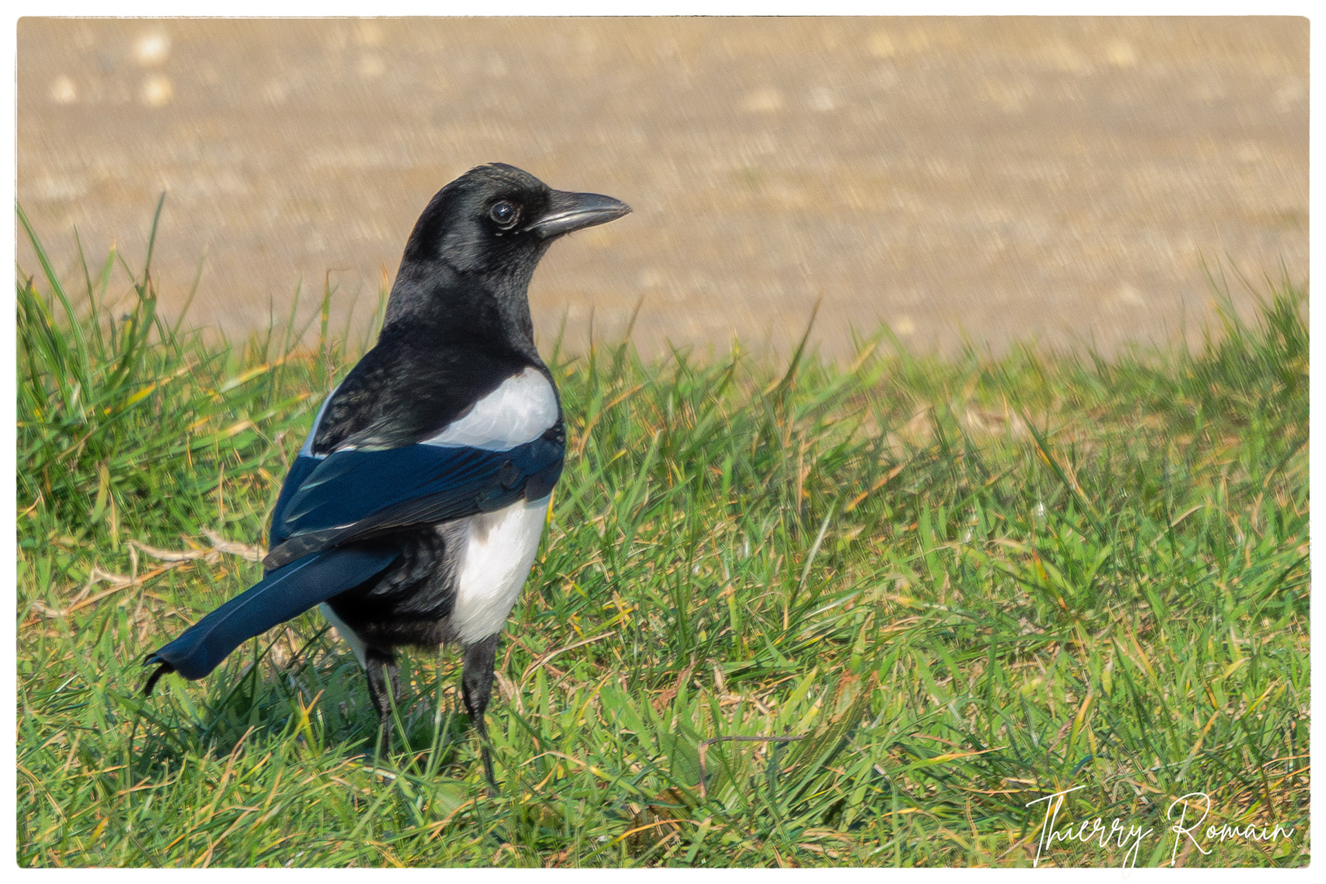 Pie bavarde - Tridoux