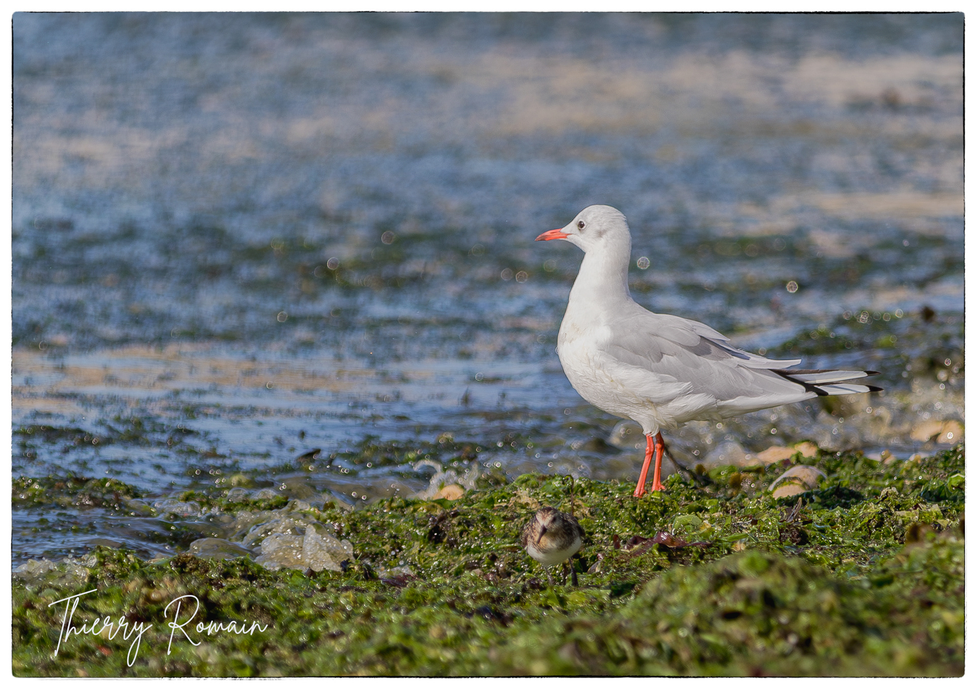 Mouette rieuse