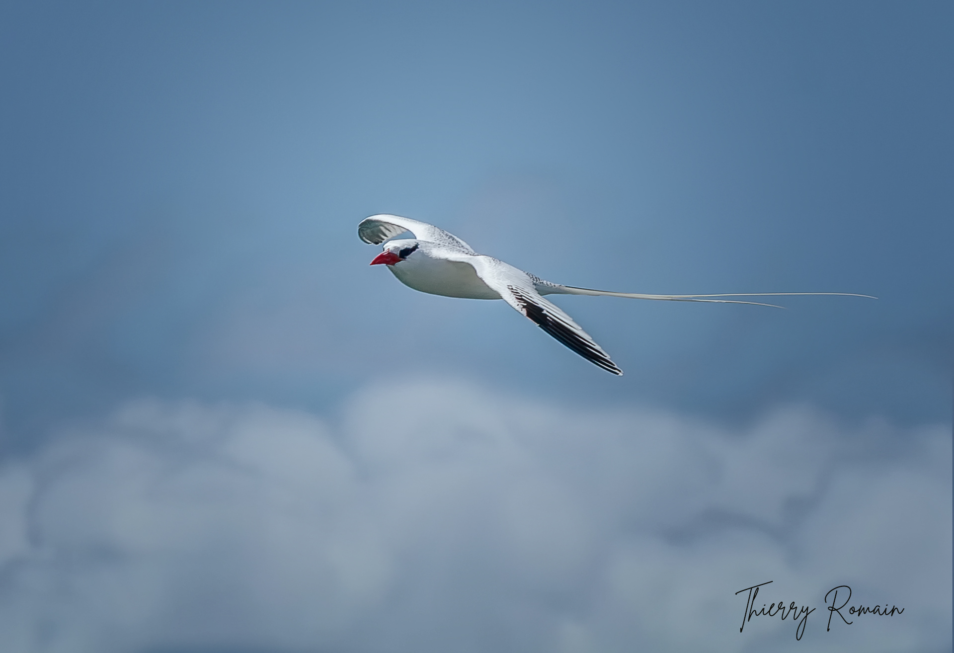 Phaéton à bec rouge (Martinique-972)
