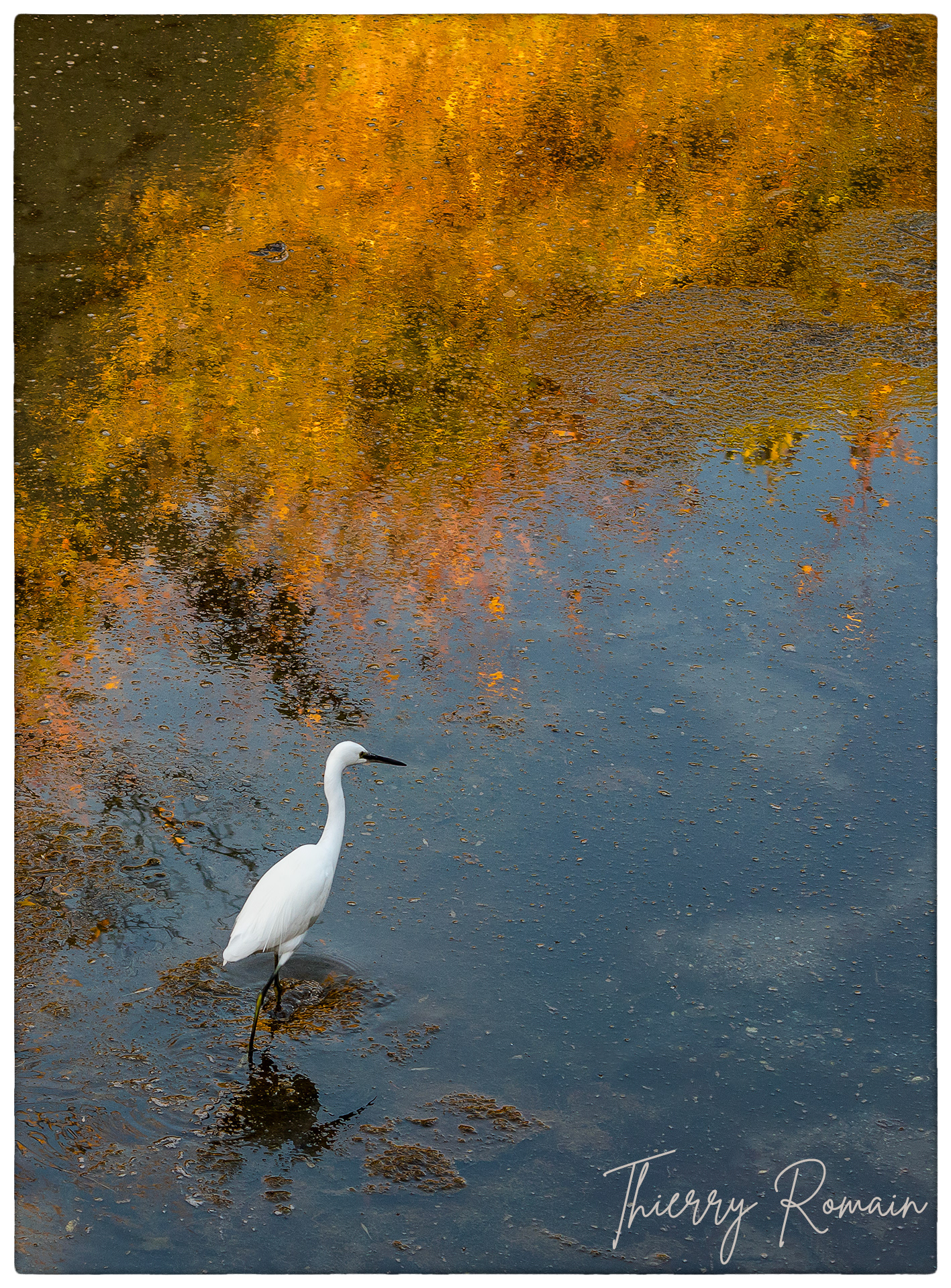 Aigrette garzette dans les douves