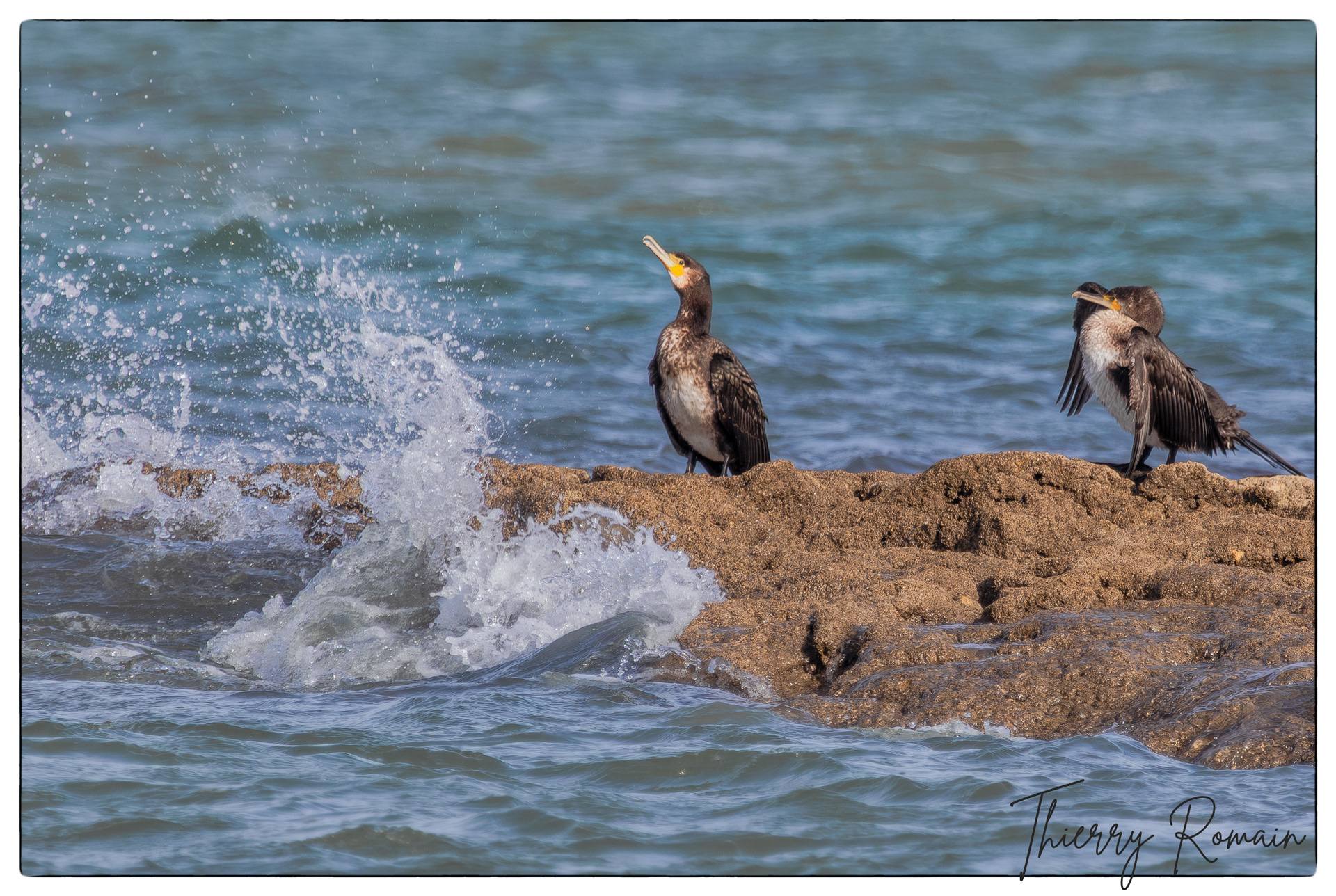 Grands Cormorans (rochers de Jamblet)