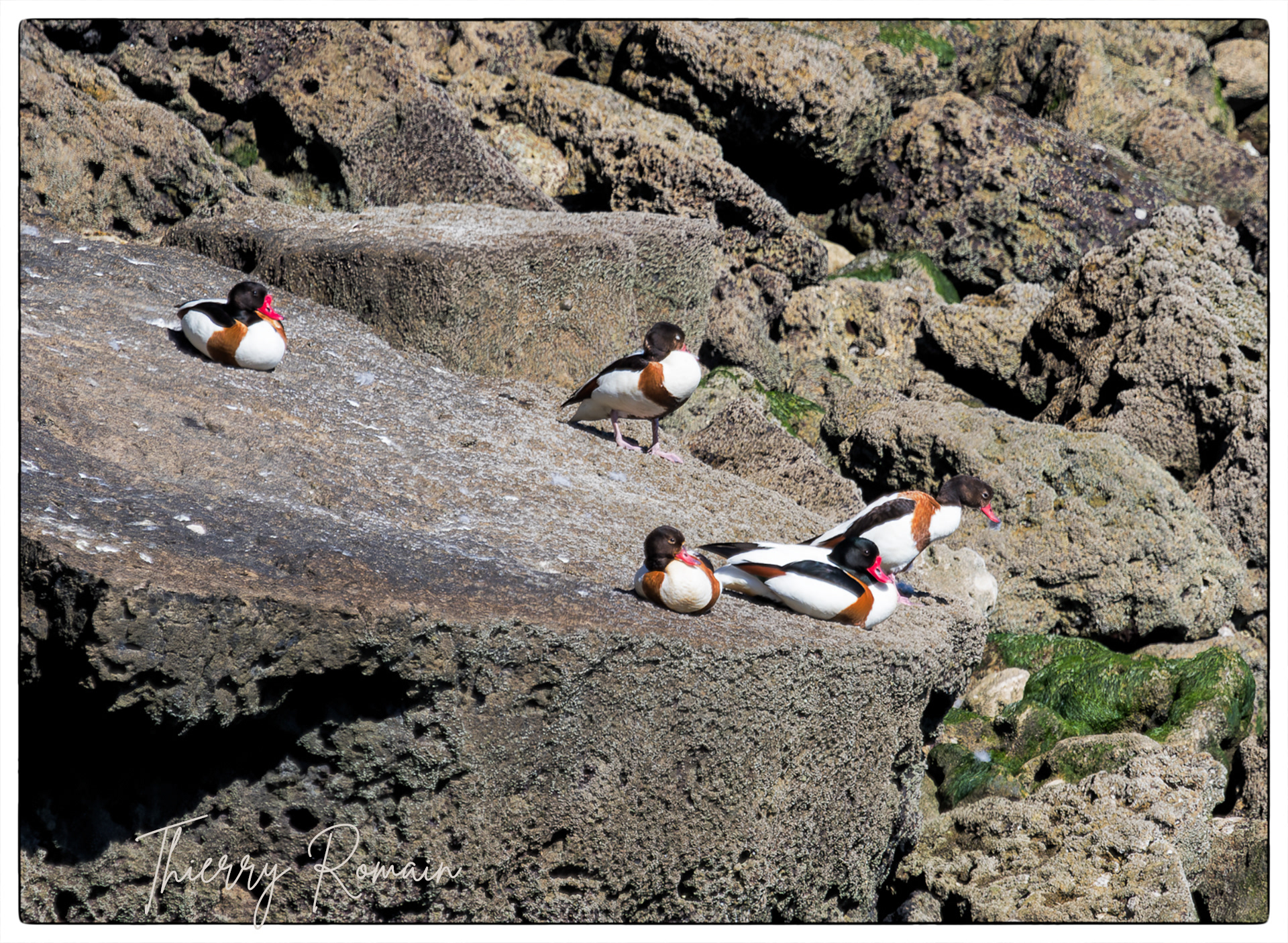 Tadornes de Belon - Point Sainte Eulard