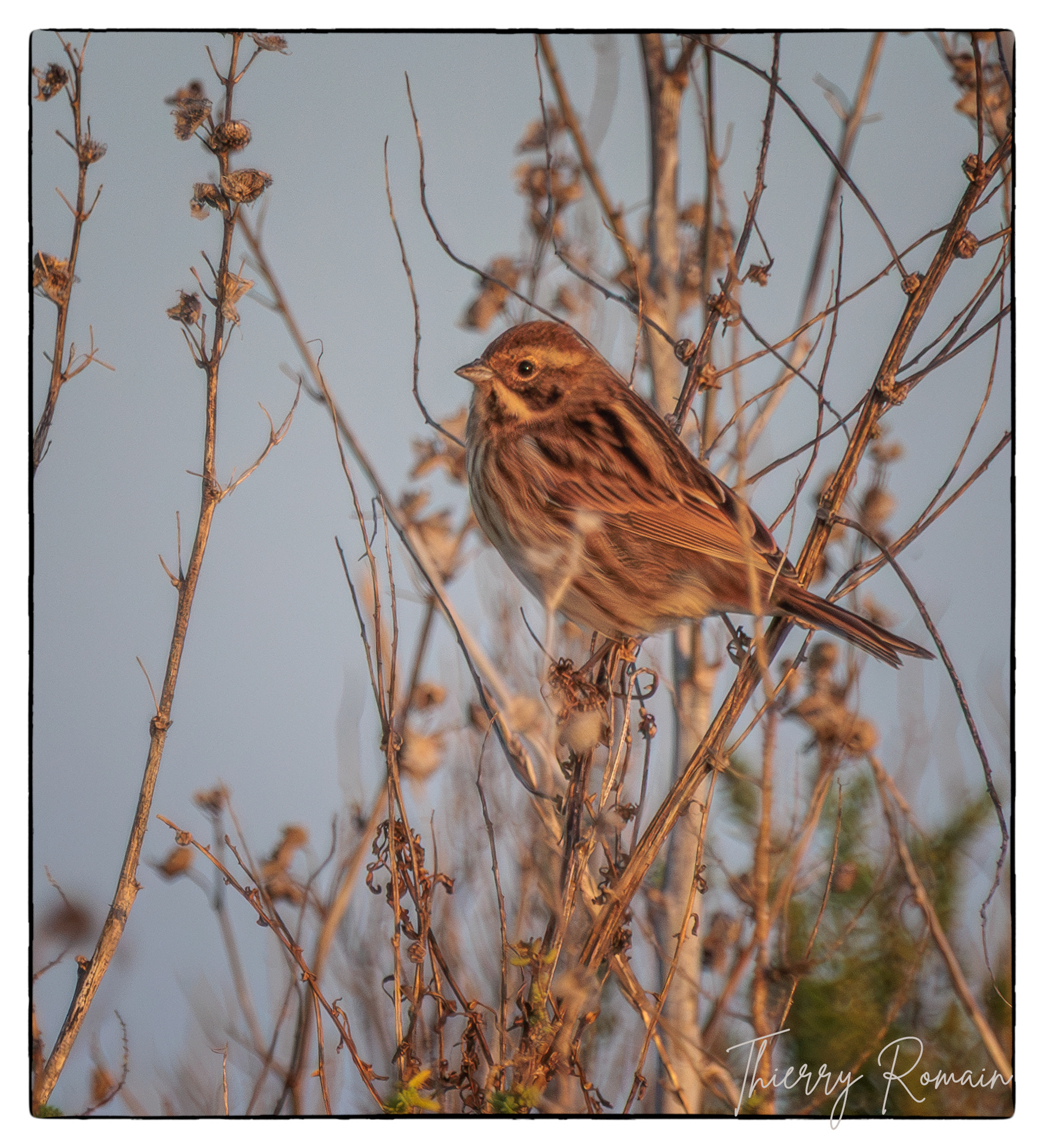 Bruant des roseaux - Anse du Saillant