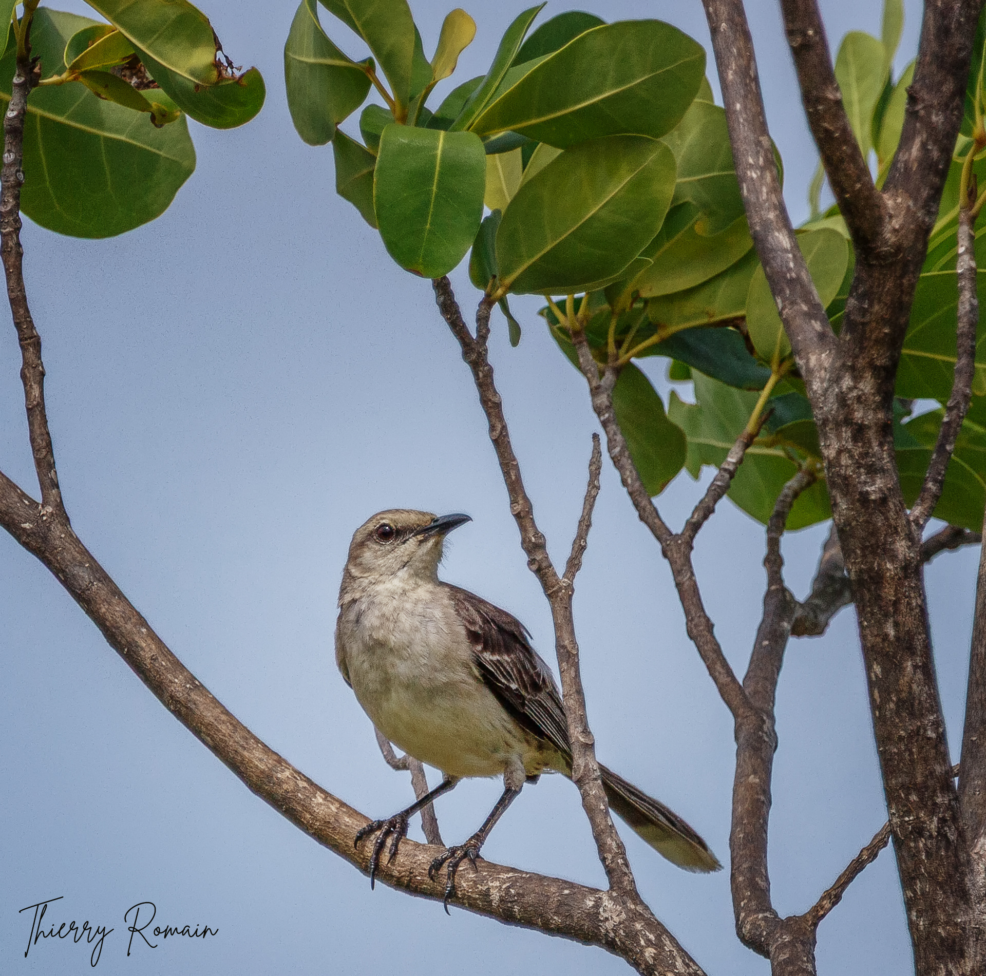 Moqueur polyglotte (Martinique-972)