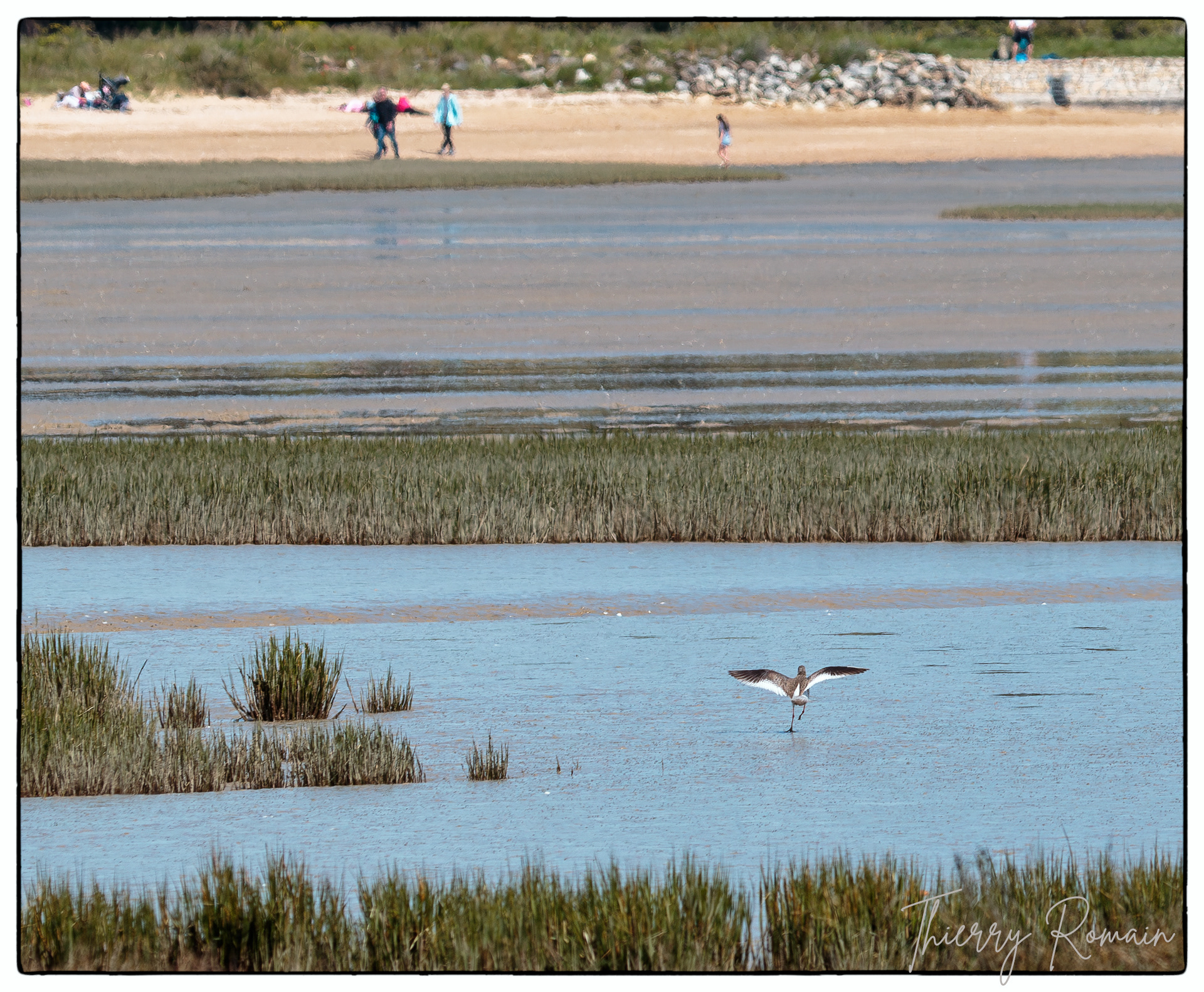 Chevalier gambette - plage du Saillant