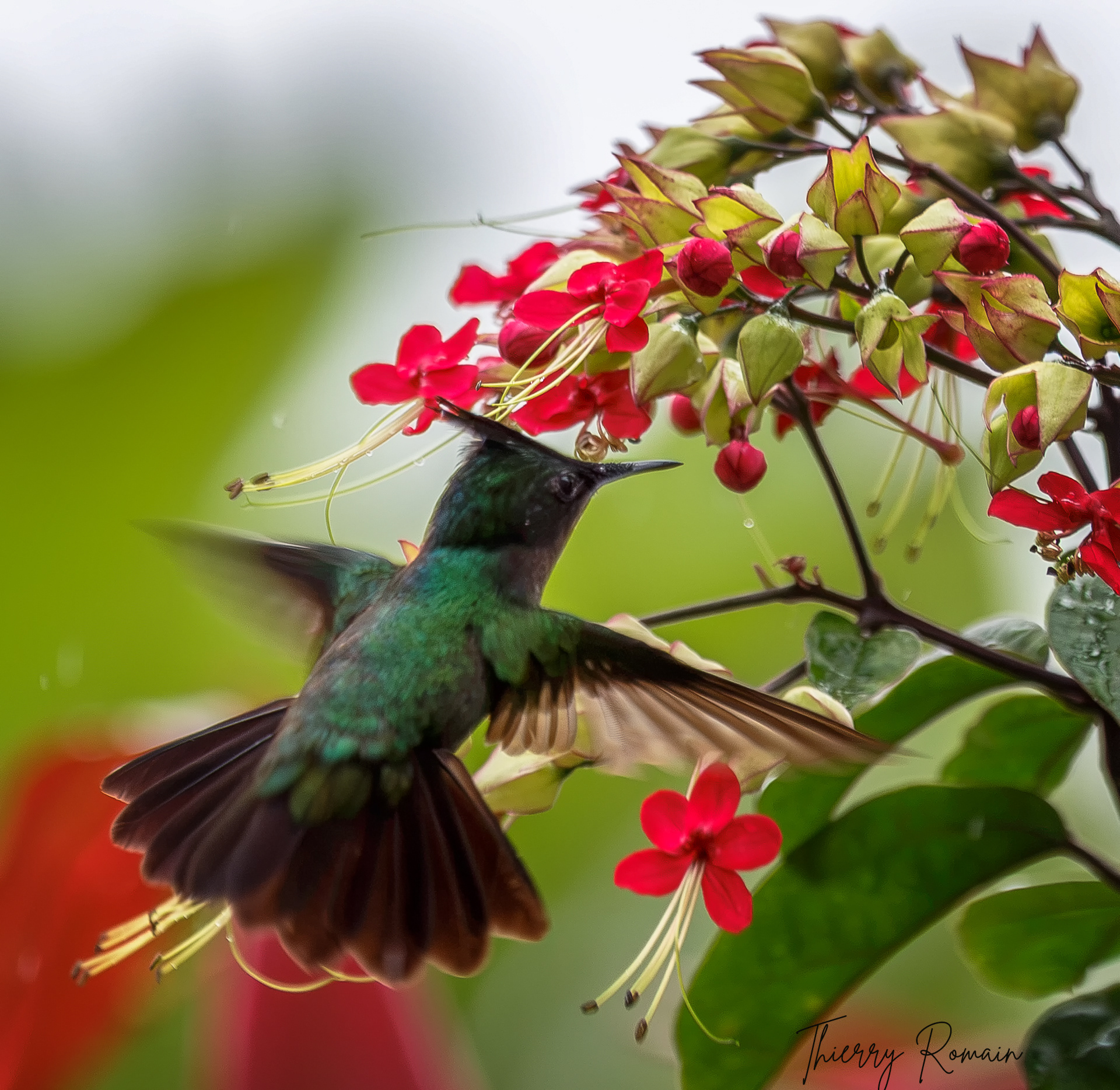 Colibri Huppé (Martinique-972)