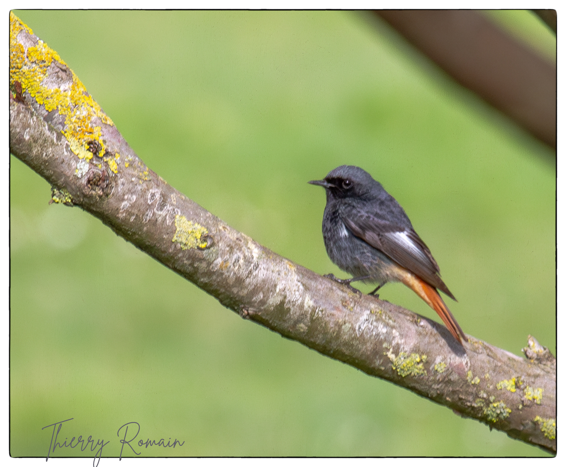 Rougequeue noir (mâle) - Place d'Austerlitz