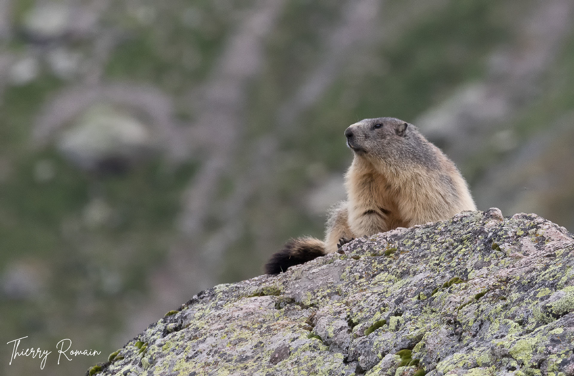 Marmotte (05)