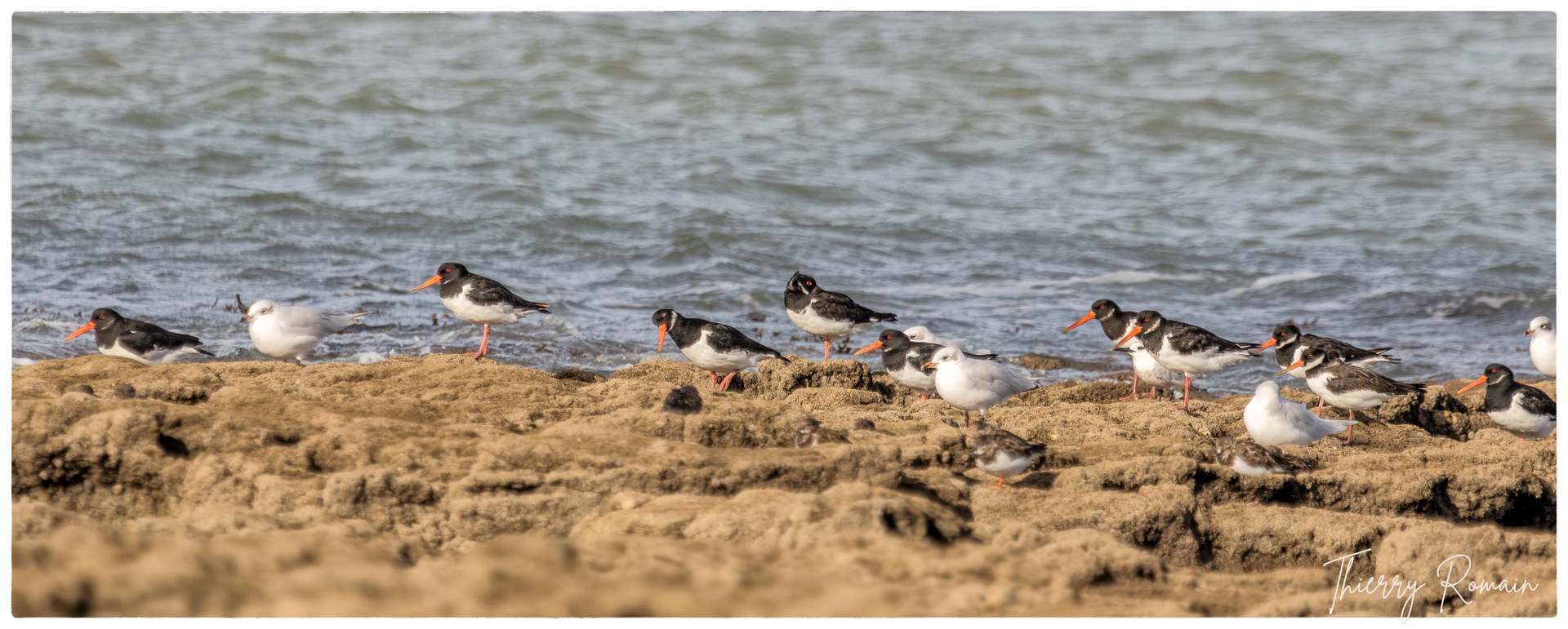 Huîtriers pies et Mouettes rieuses (rochers de Jamblet)