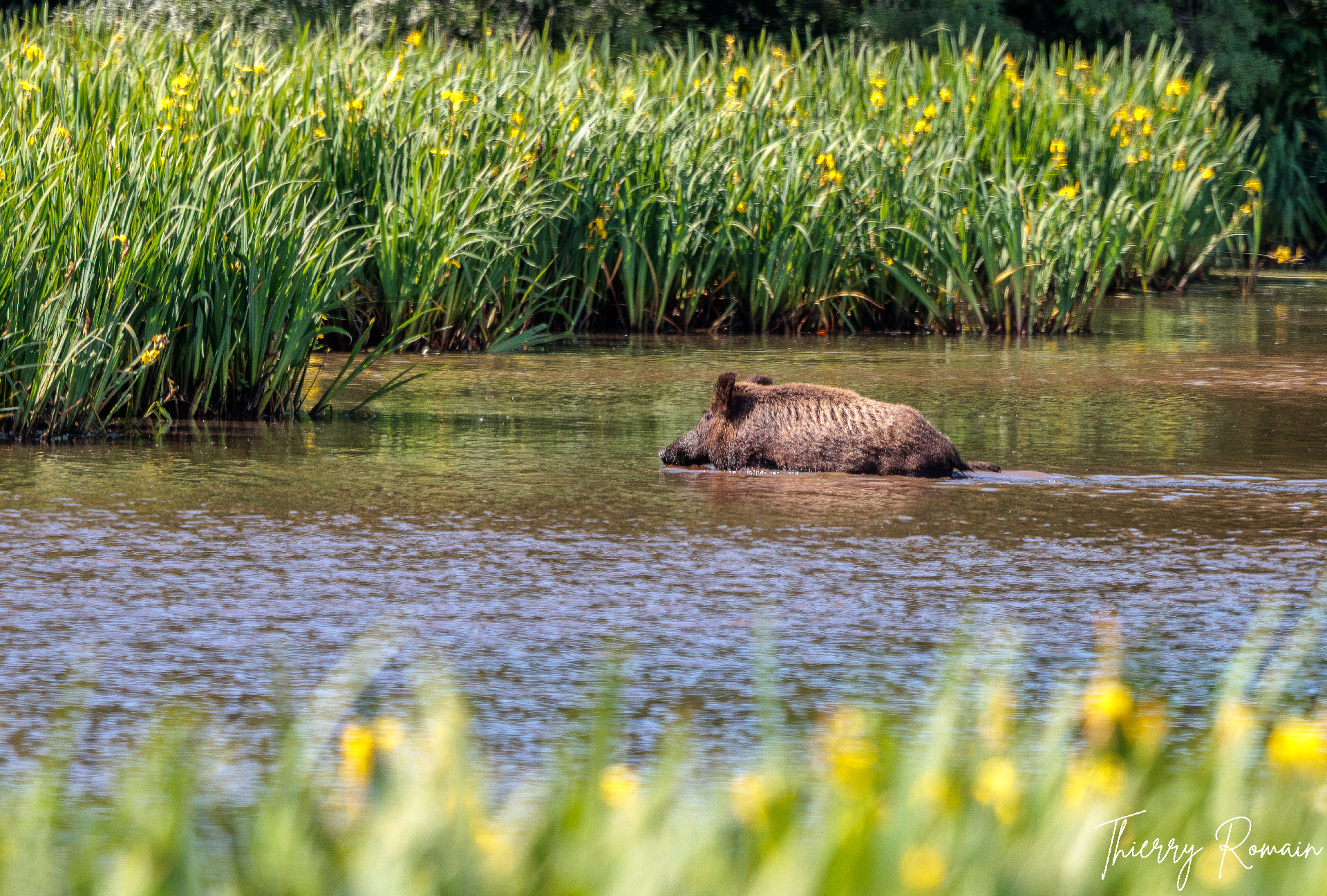 Sanglier - (Réserve Naturelle Nationale des Marais de Bruges 33) 