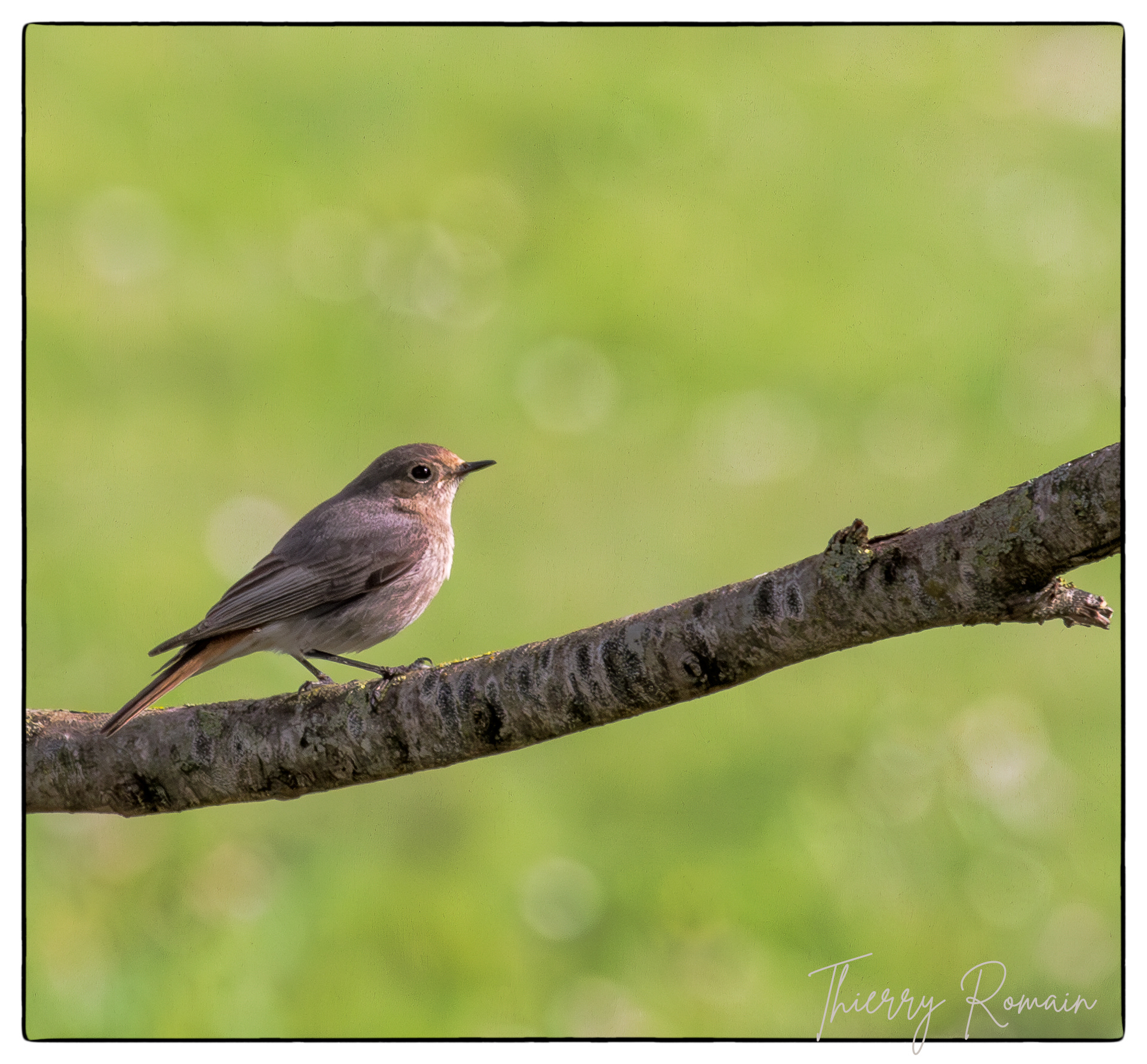 Rougequeue noir (femelle) - Place d'Austerlitz