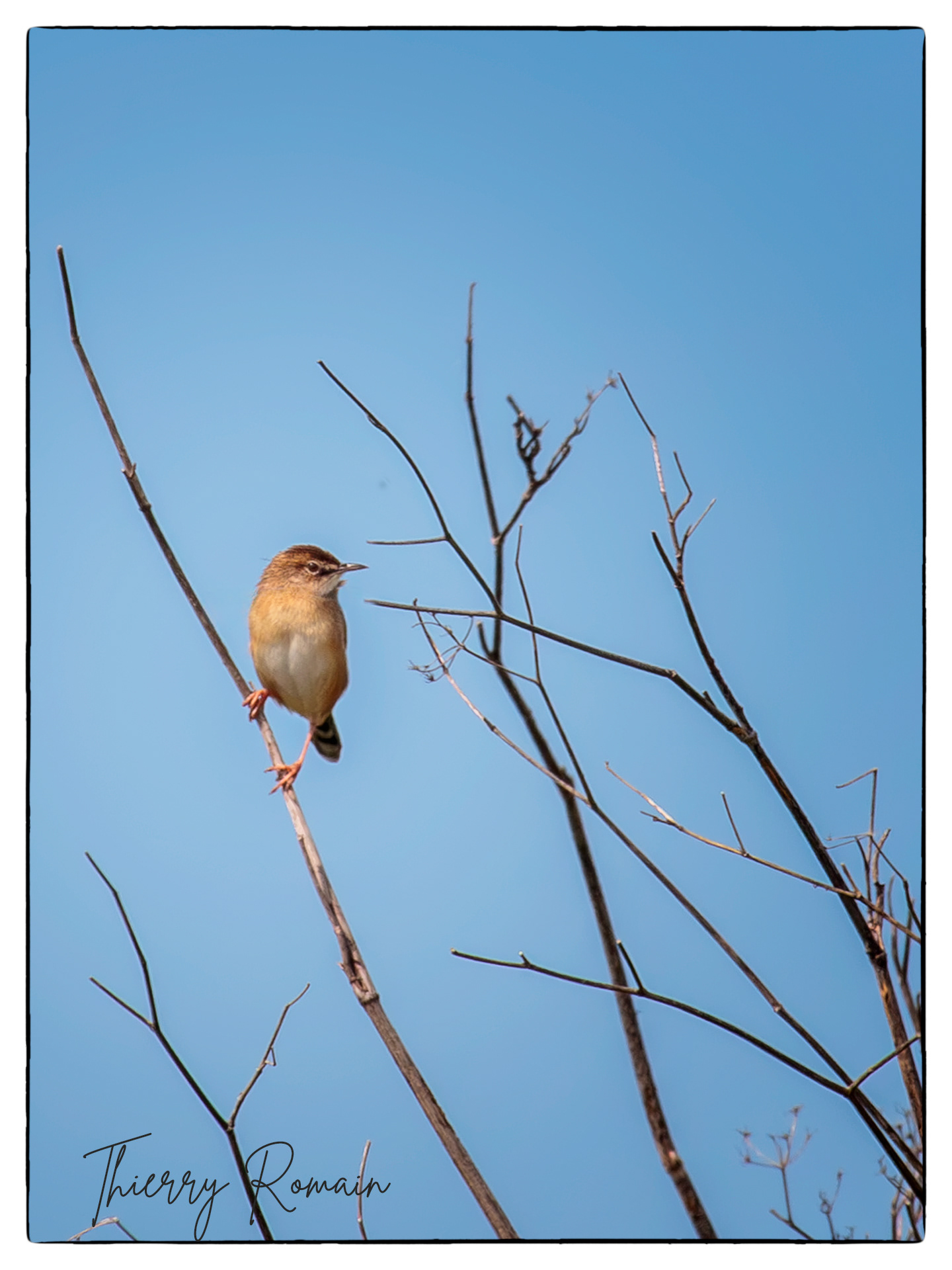 Cisticole des joncs devant le Petit Boucard