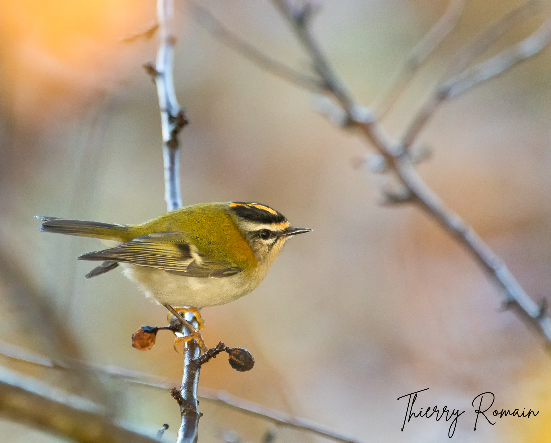 Roitelet triple bandeau (29)