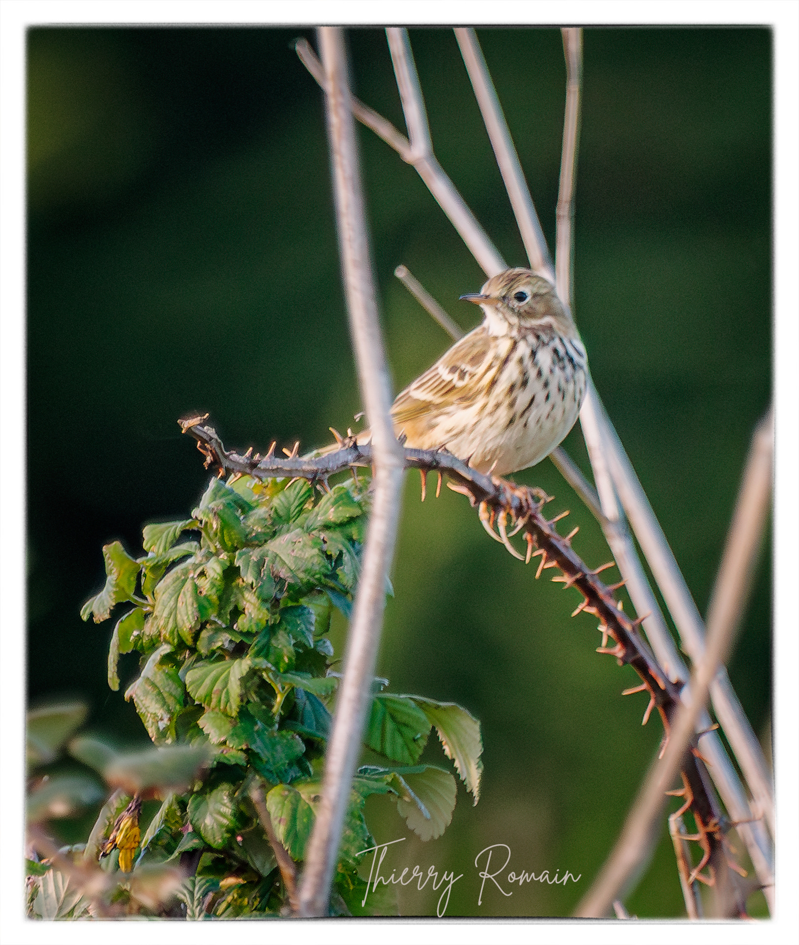 Pipt farlouse - Anse du Saillant
