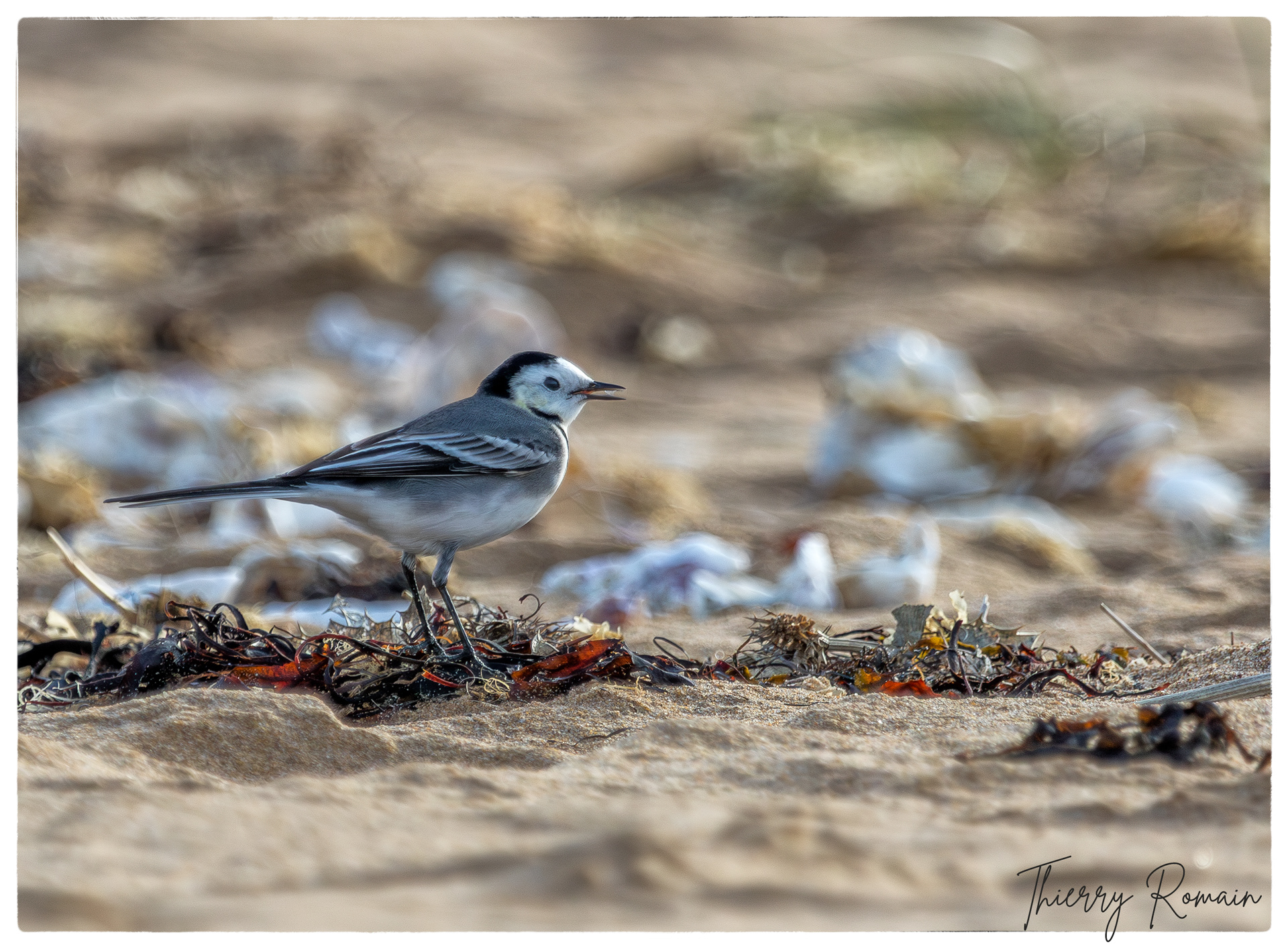 Bergronnette grise - Tridoux