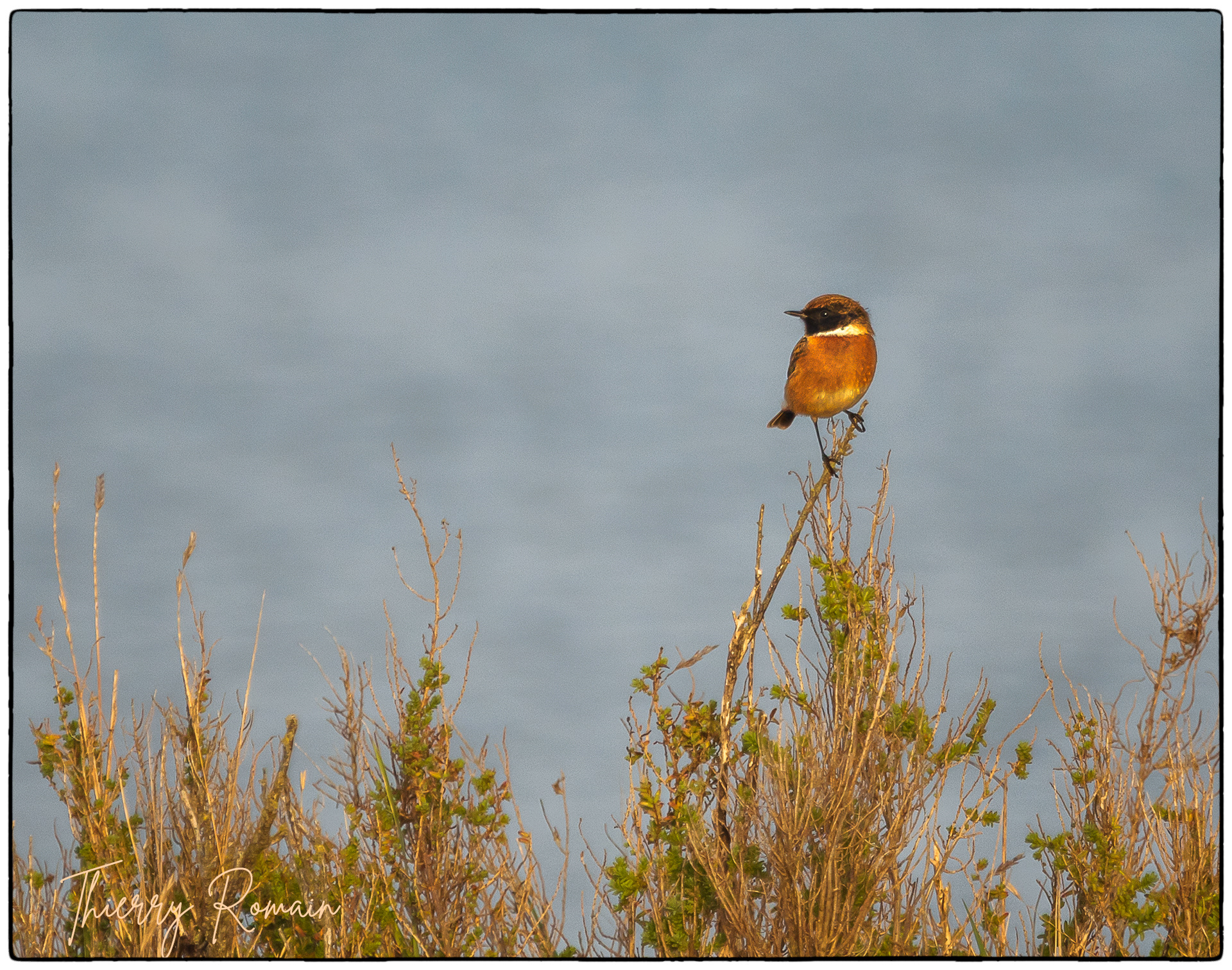 Tarier pâtre - Anse du saillant