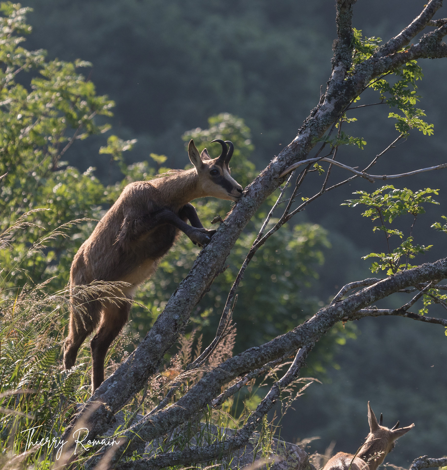 Chamois (88)