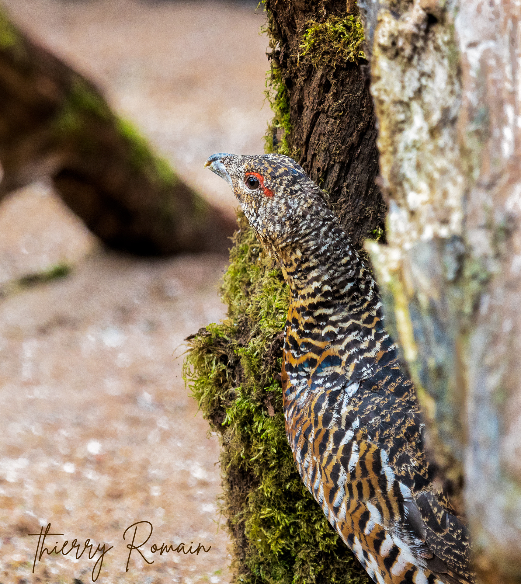 Grand tétras femelle (57)