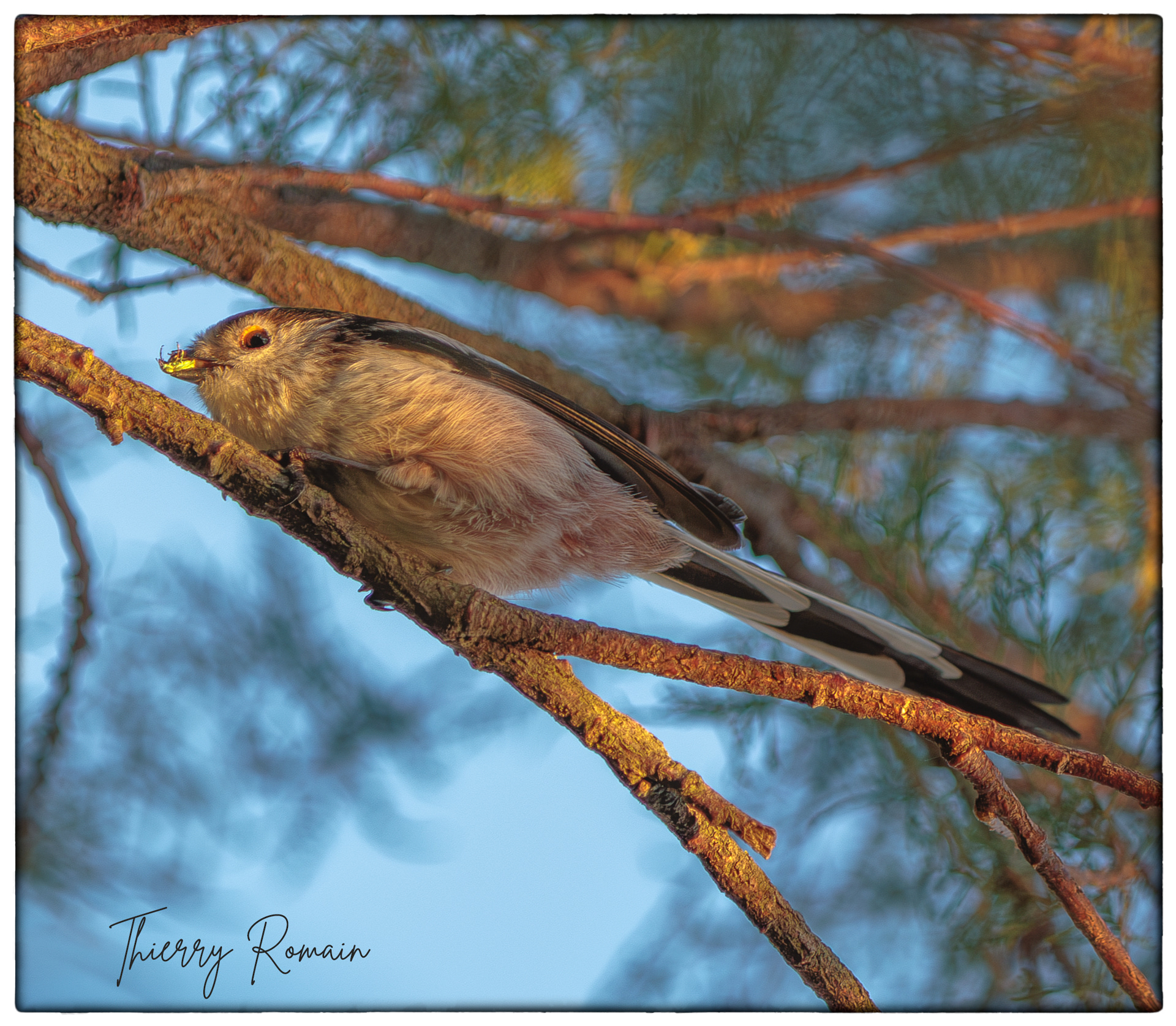 Orite à longue queue - Sainte Eulard