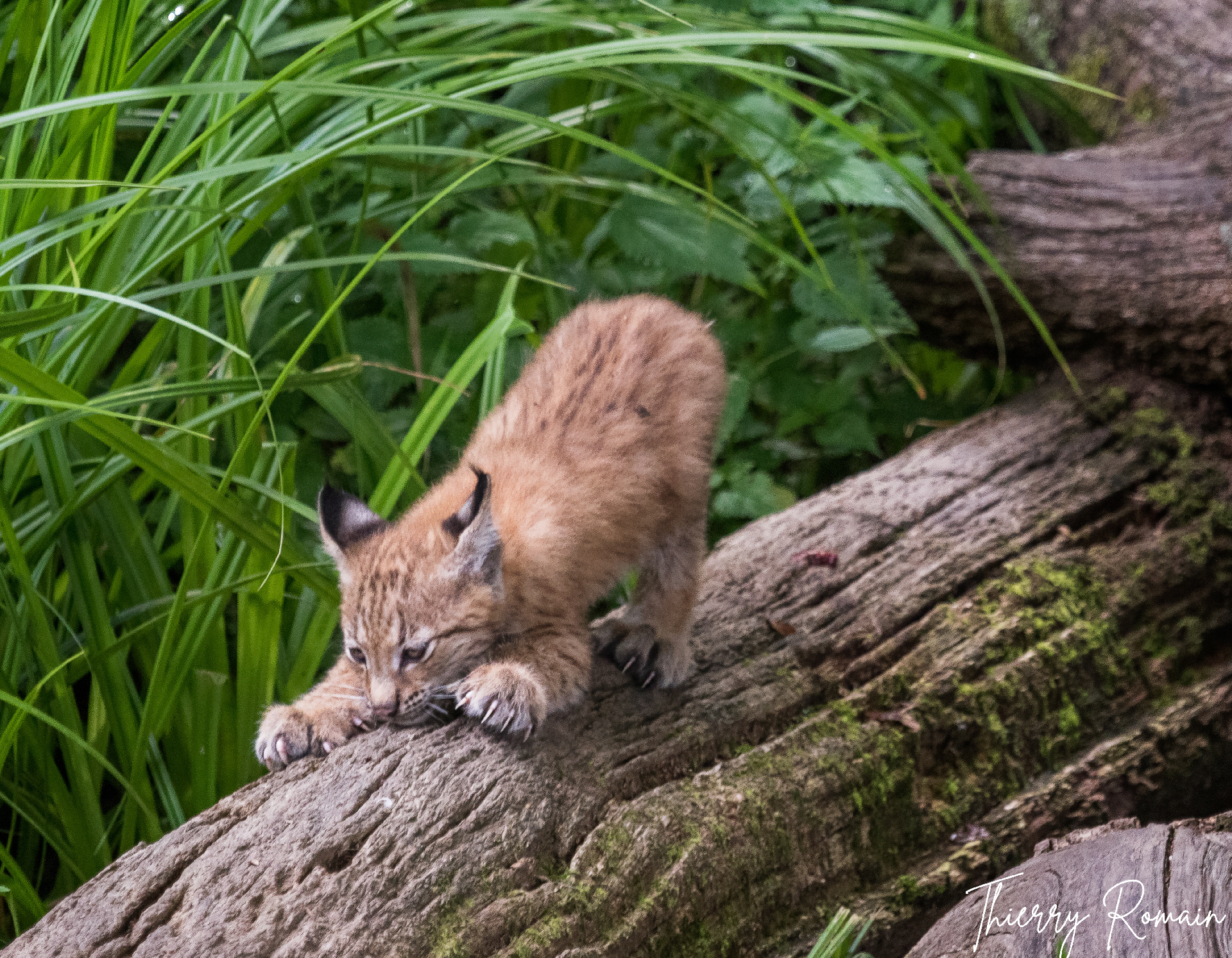 Bébé Lynx (57)
