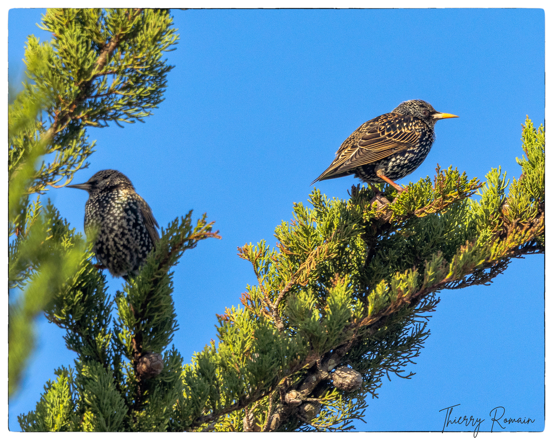 Etourneaux sansonnet - place d'Austerlitz